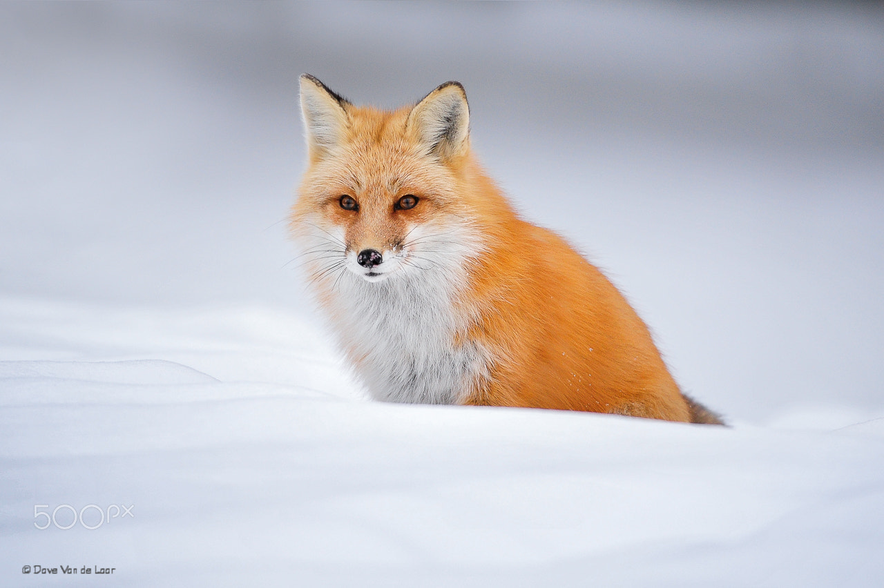Nikon AF-S Nikkor 200-400mm F4G ED-IF VR sample photo. Red fox photography