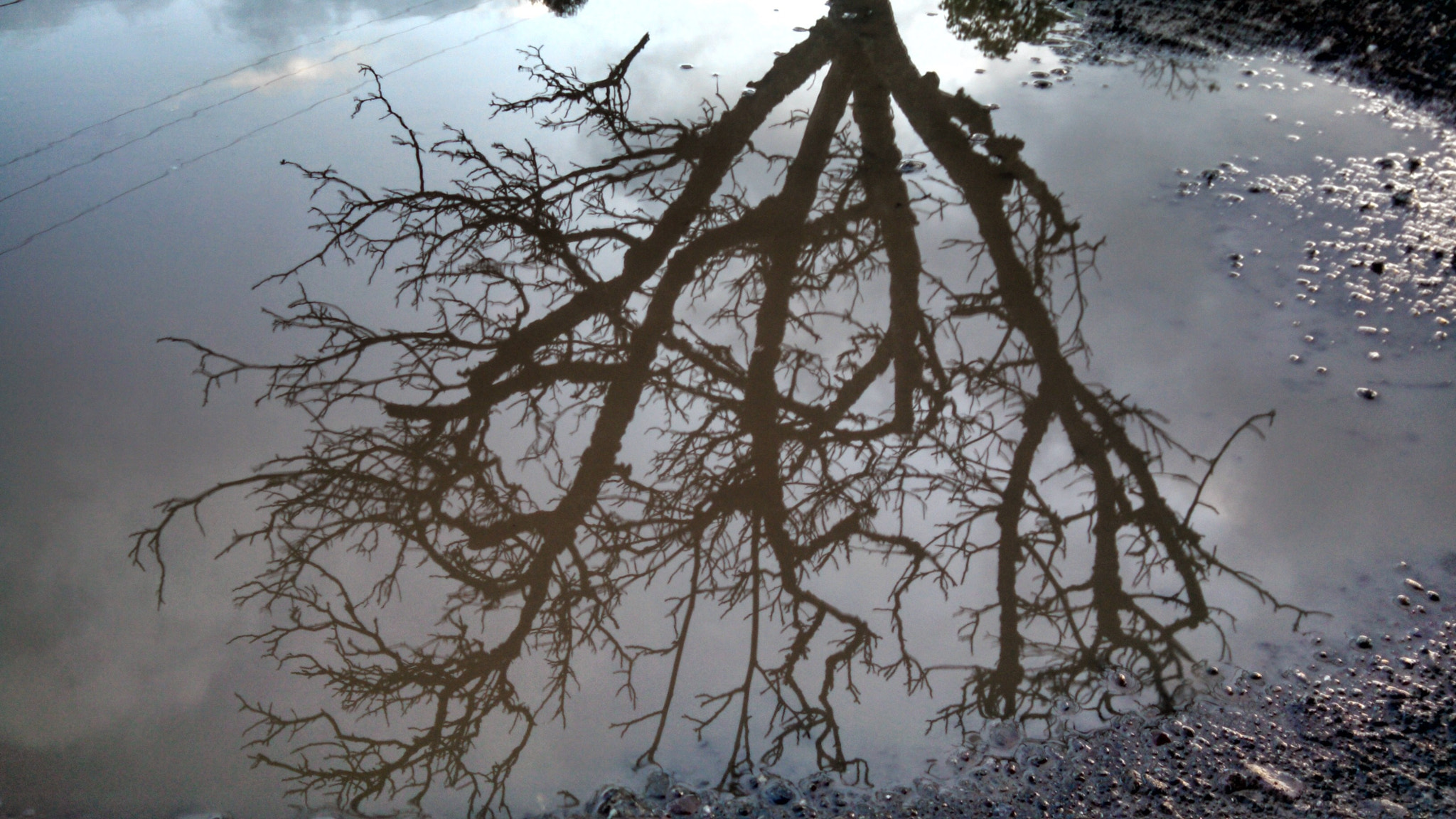 Motorola Electrify M sample photo. Muddy puddles-bare branches tree reflection photography