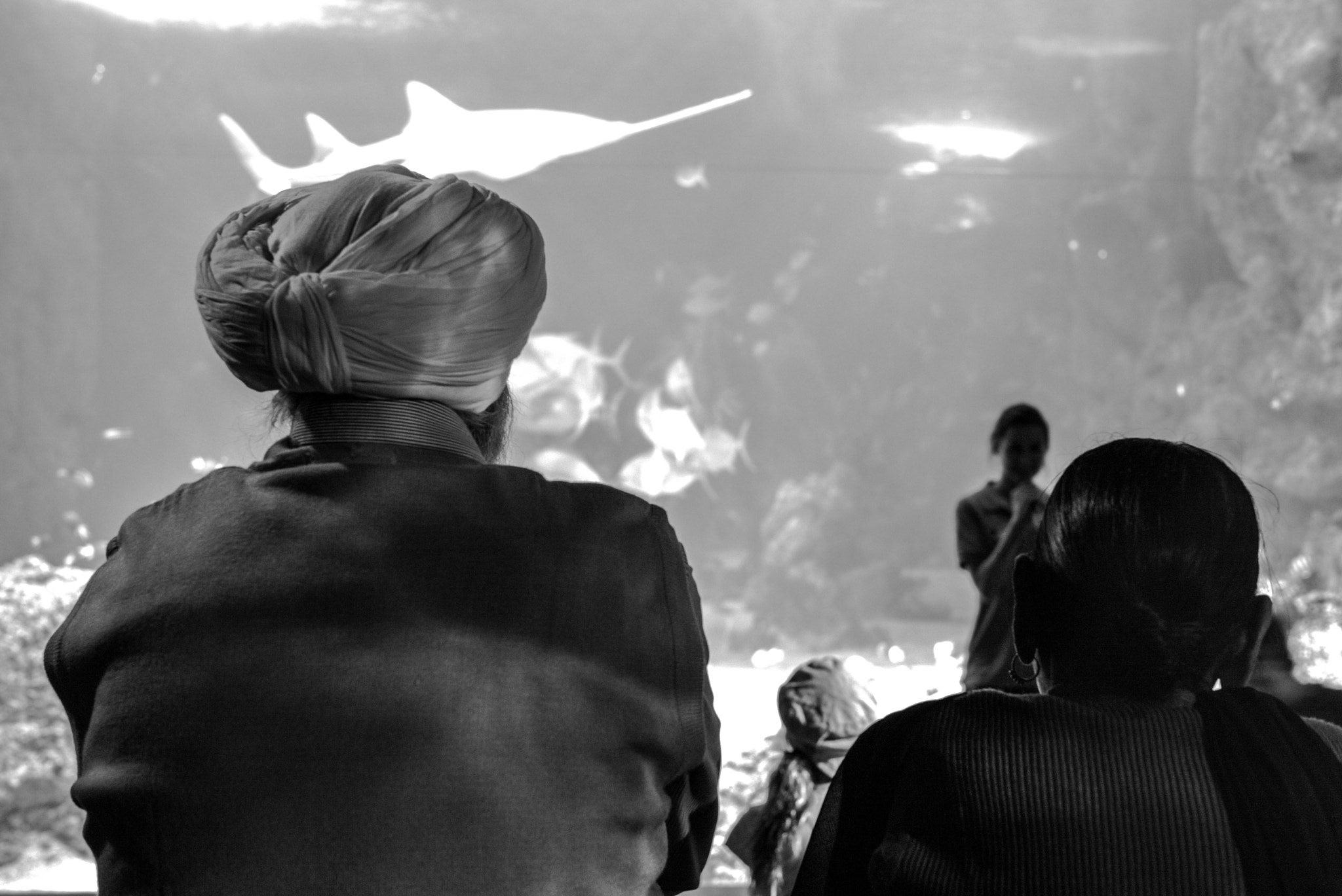 Leica Summilux-M 50mm F1.4 ASPH sample photo. In aquarium 2 photography