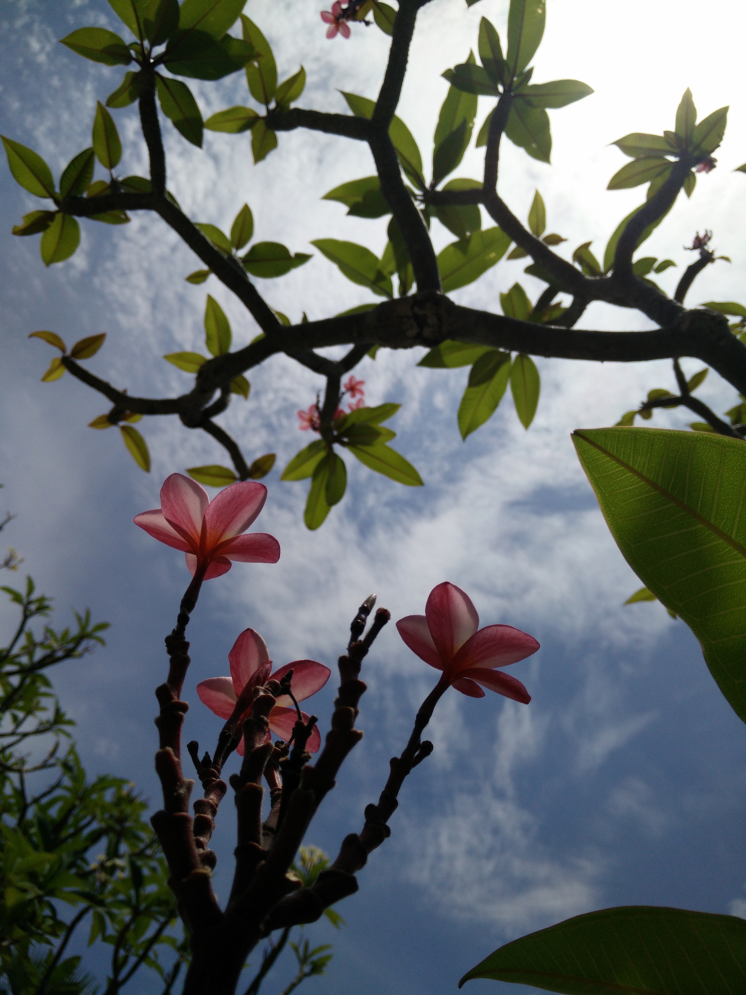 OPPO Find7 sample photo