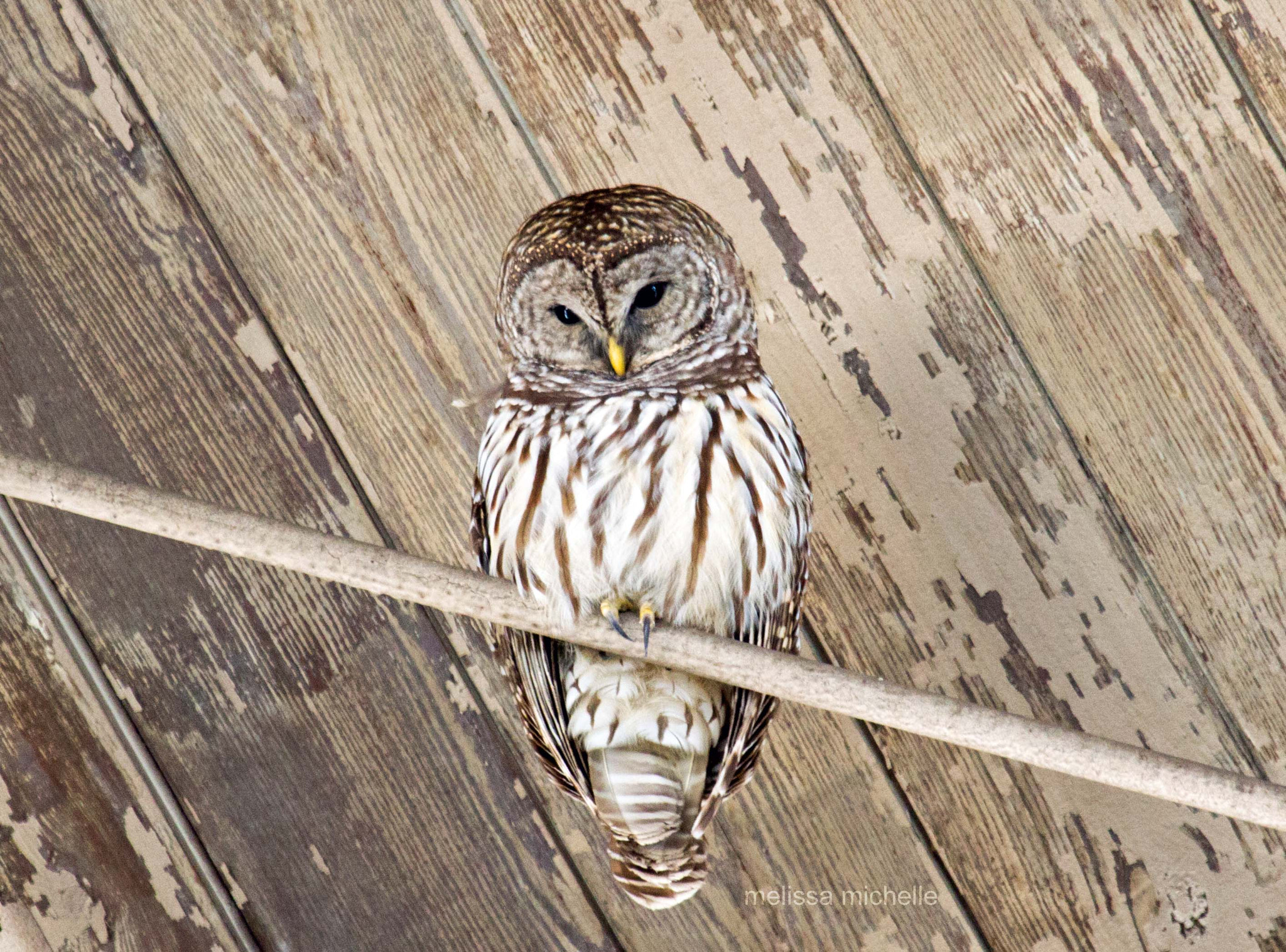 Canon EF 100-400mm F4.5-5.6L IS USM sample photo. Barred owl photography