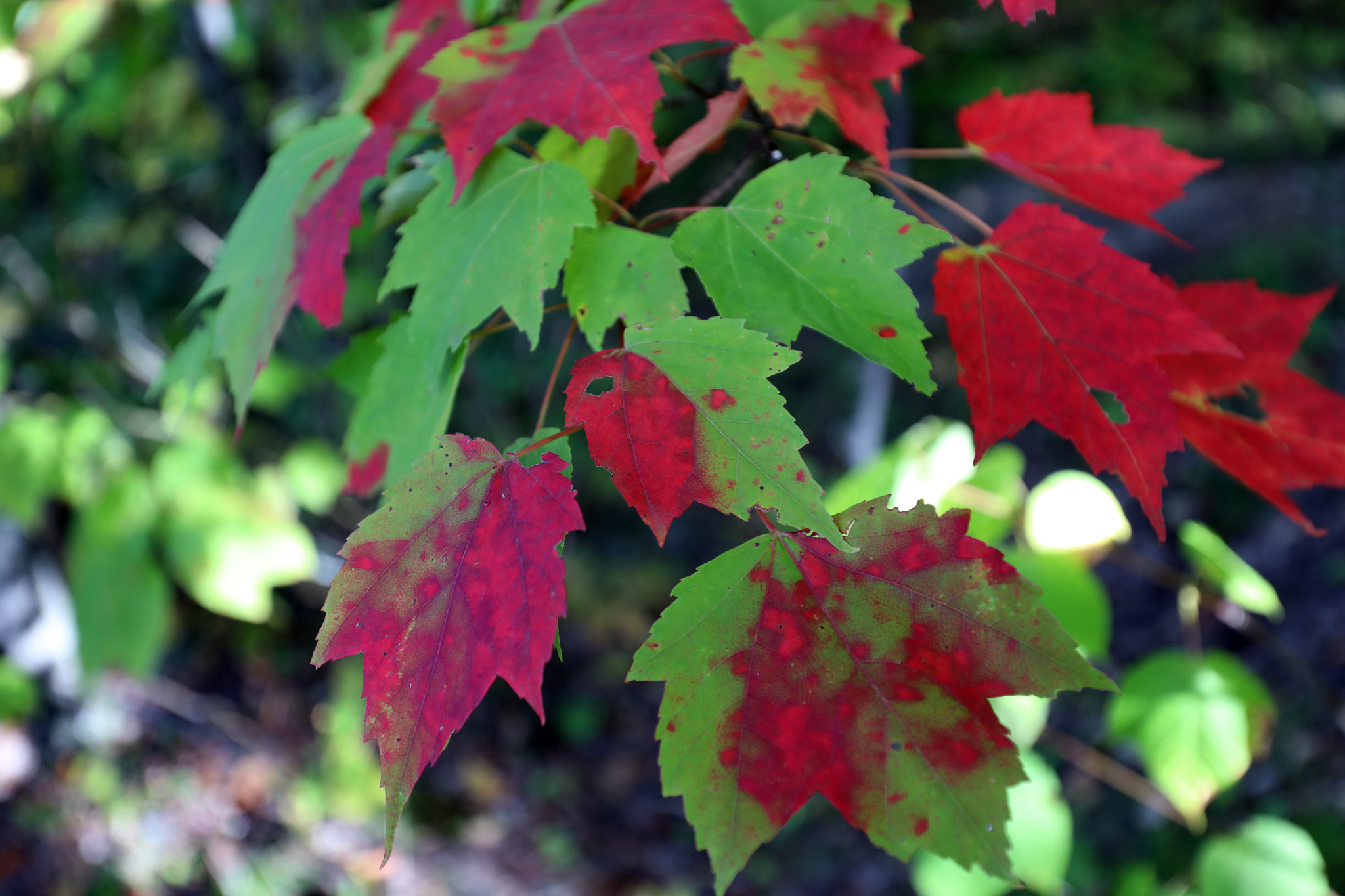Canon EF 16-35mm F4L IS USM sample photo. Maple leaf changing colours photography