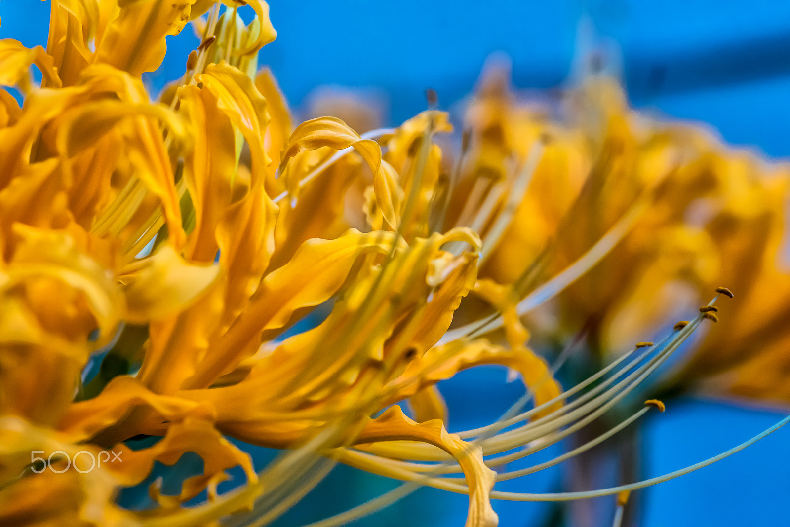 Nikon D750 + Tokina AT-X Pro 100mm F2.8 Macro sample photo. Orange-yellow garden flower photography