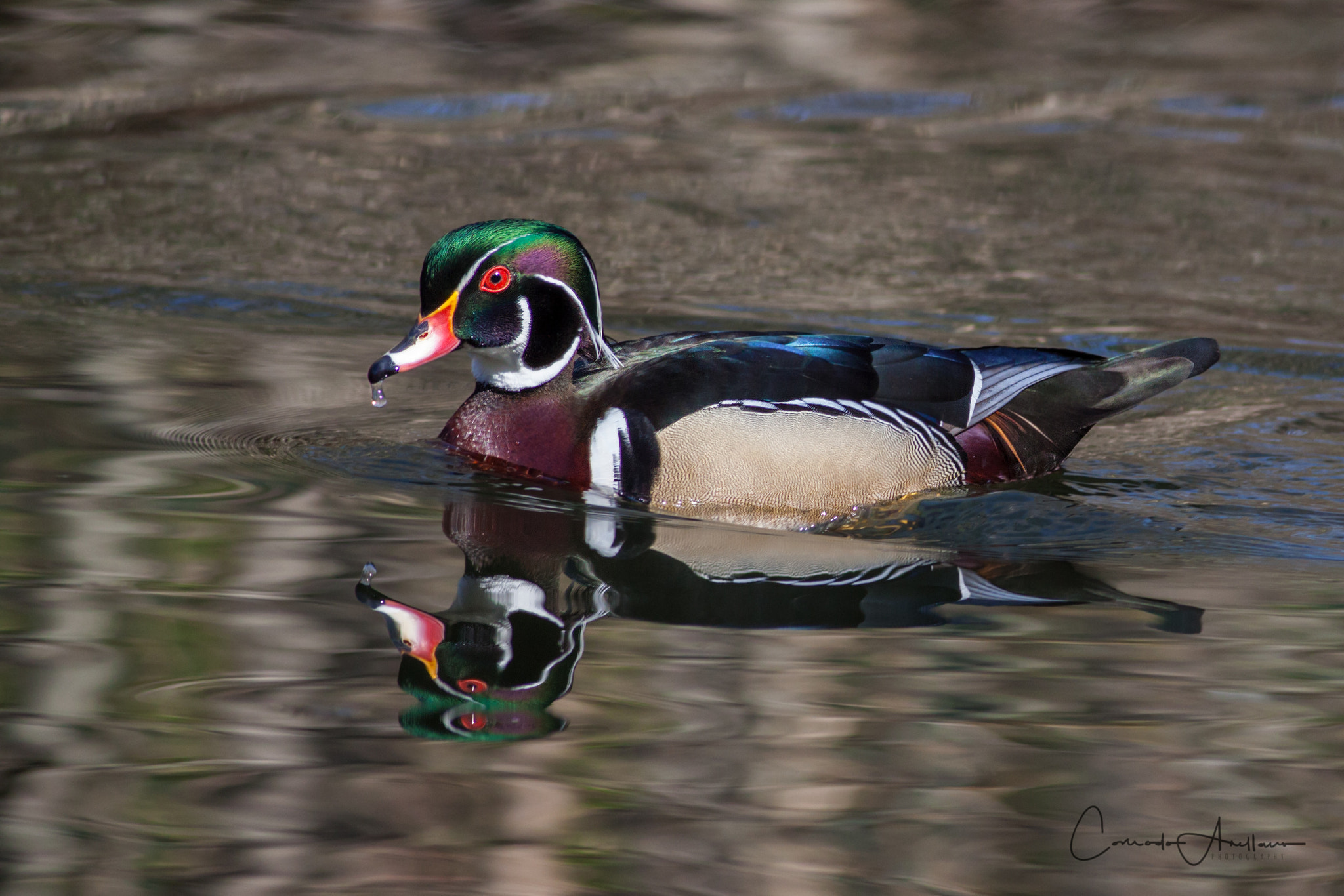 Canon EOS 50D + Canon EF 400mm F5.6L USM sample photo. Wood duck photography
