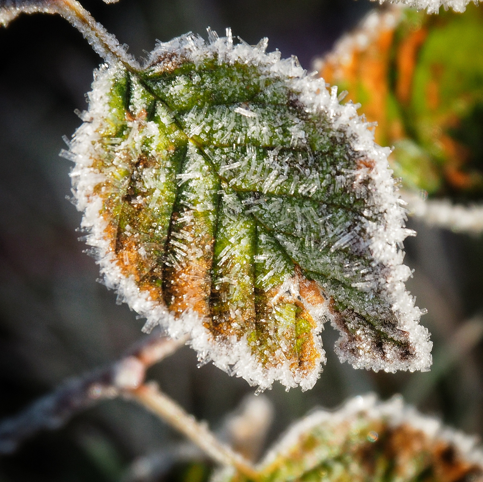 Olympus OM-D E-M5 II sample photo. Morning frost photography