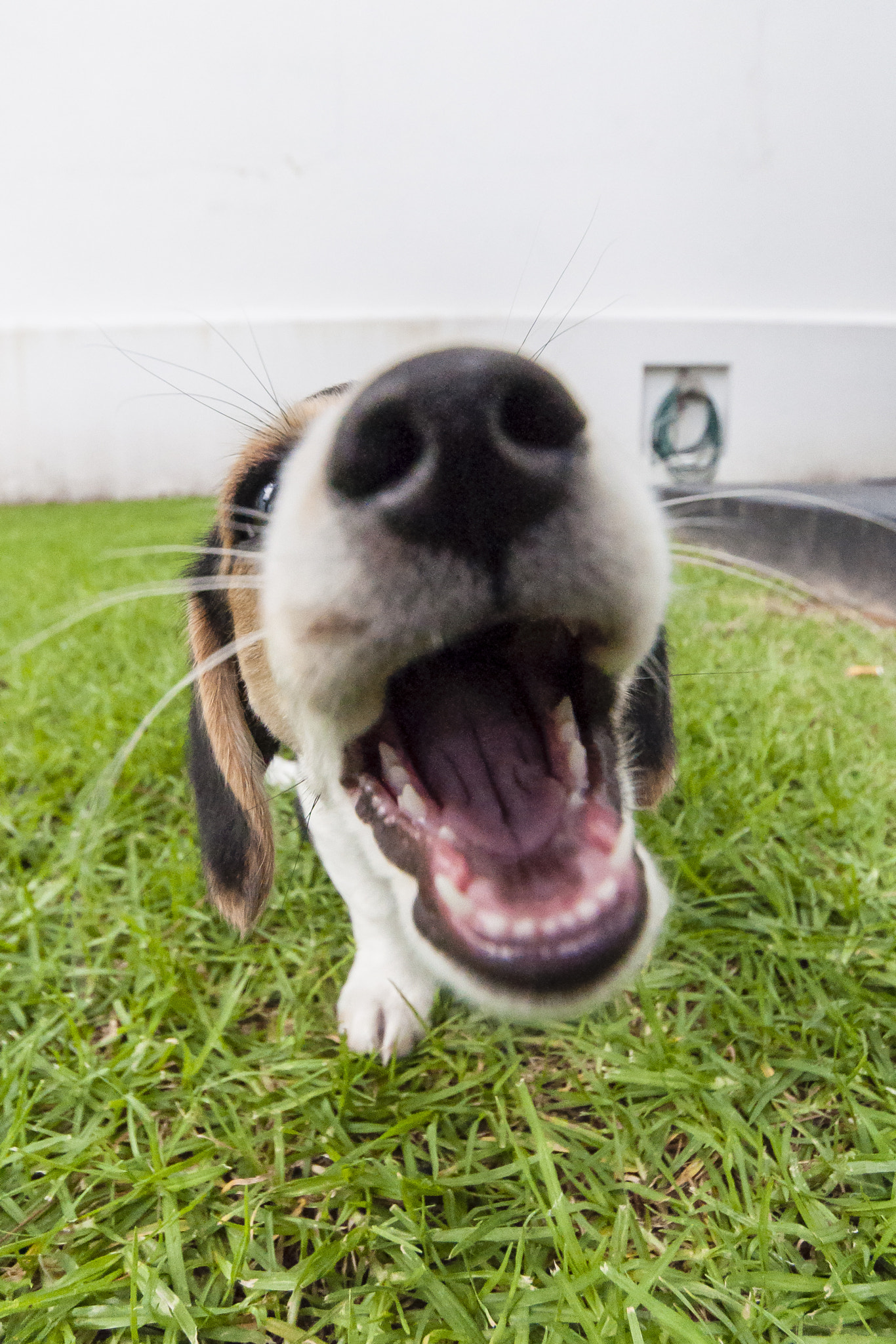 Sigma 8-16mm F4.5-5.6 DC HSM sample photo. Hungry dog photography