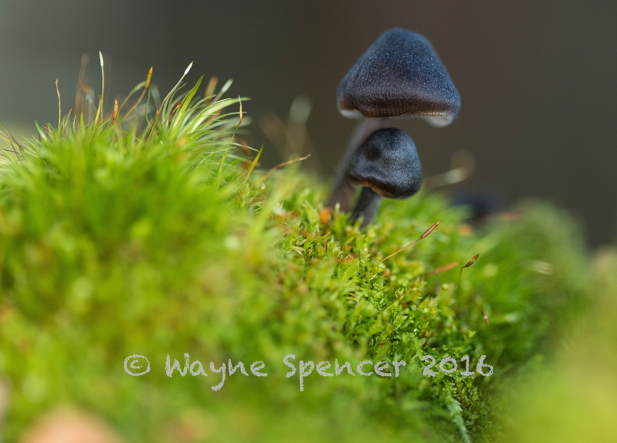 Canon EF 100mm F2.8 Macro USM sample photo. Dark knights photography