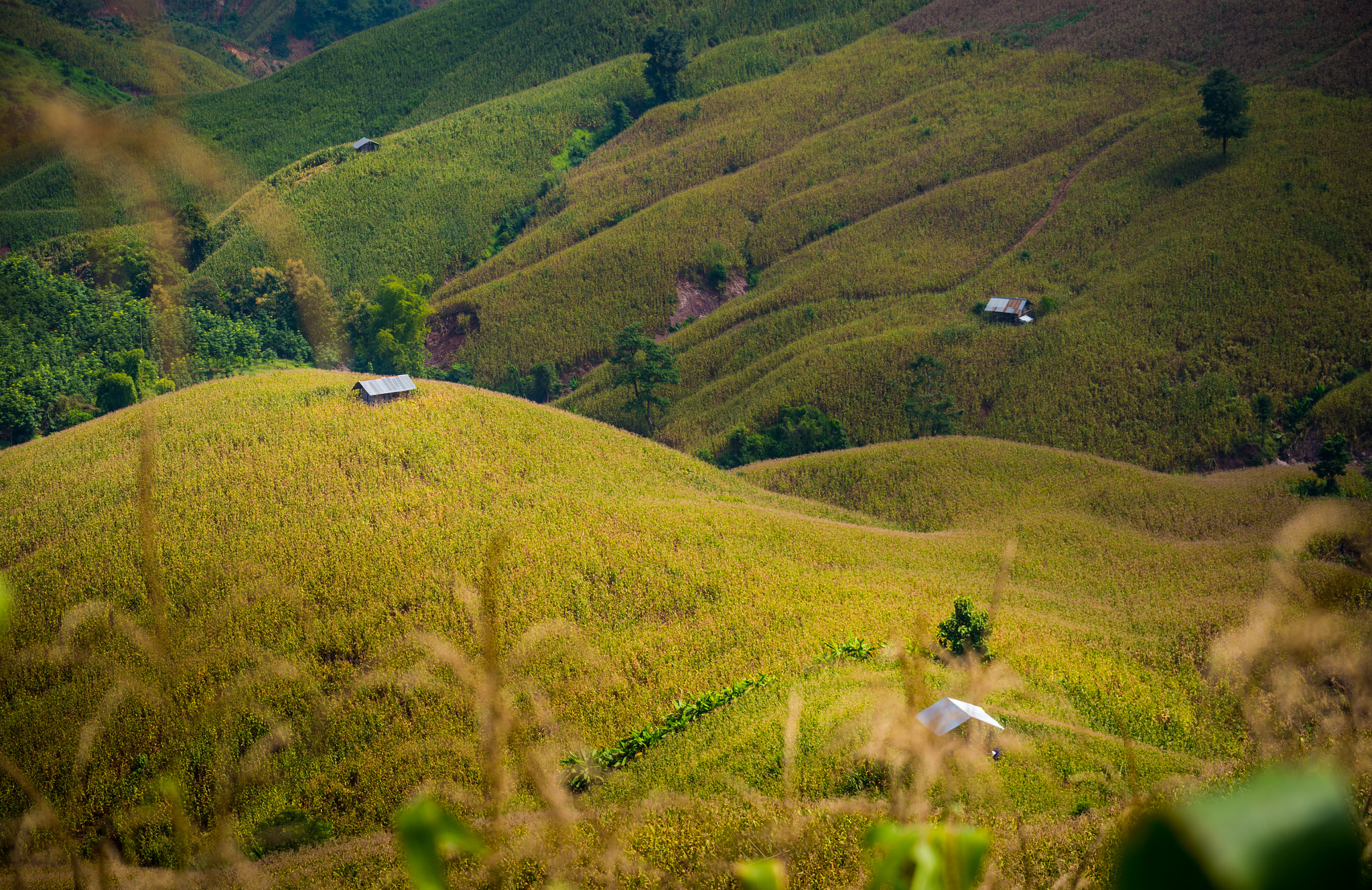 Nikon Df sample photo. Corn field hill photography