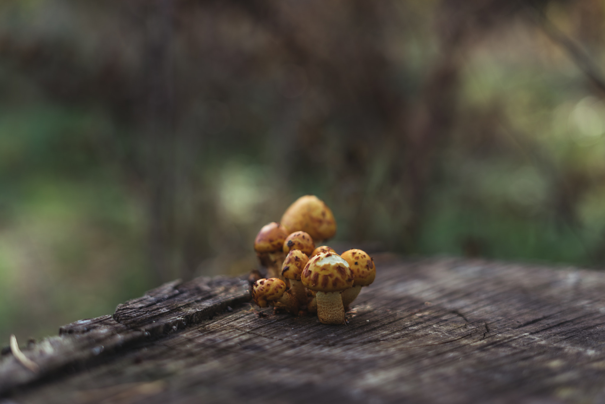 Sony a7R + Sony FE 50mm F1.8 sample photo. Mushroom's team photography