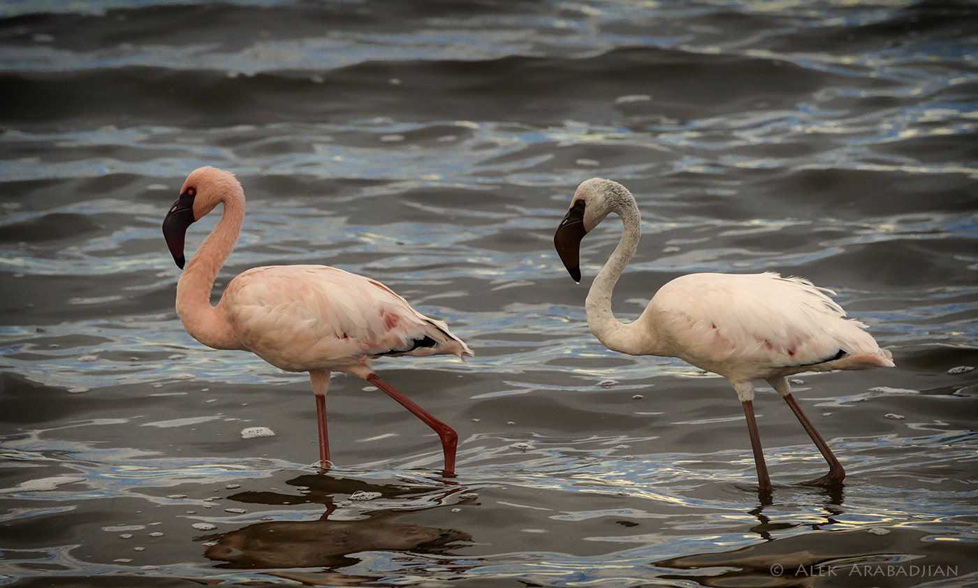 Nikon D4S sample photo. Pink and black photography