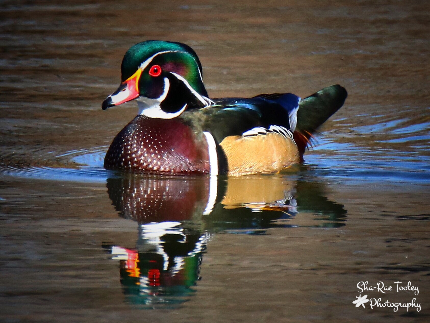 Canon EOS 750D (EOS Rebel T6i / EOS Kiss X8i) + Tamron SP 150-600mm F5-6.3 Di VC USD sample photo. Wood duck photography