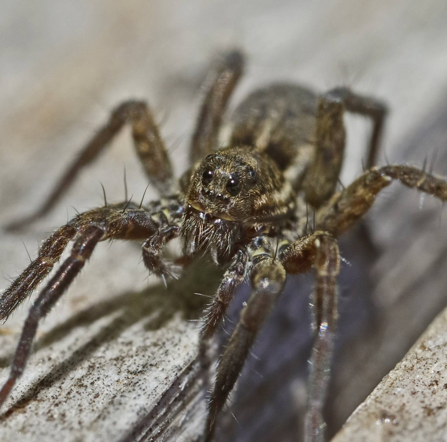 Canon MP-E 65mm F2.5 1-5x Macro Photo sample photo. Close up wolf photography