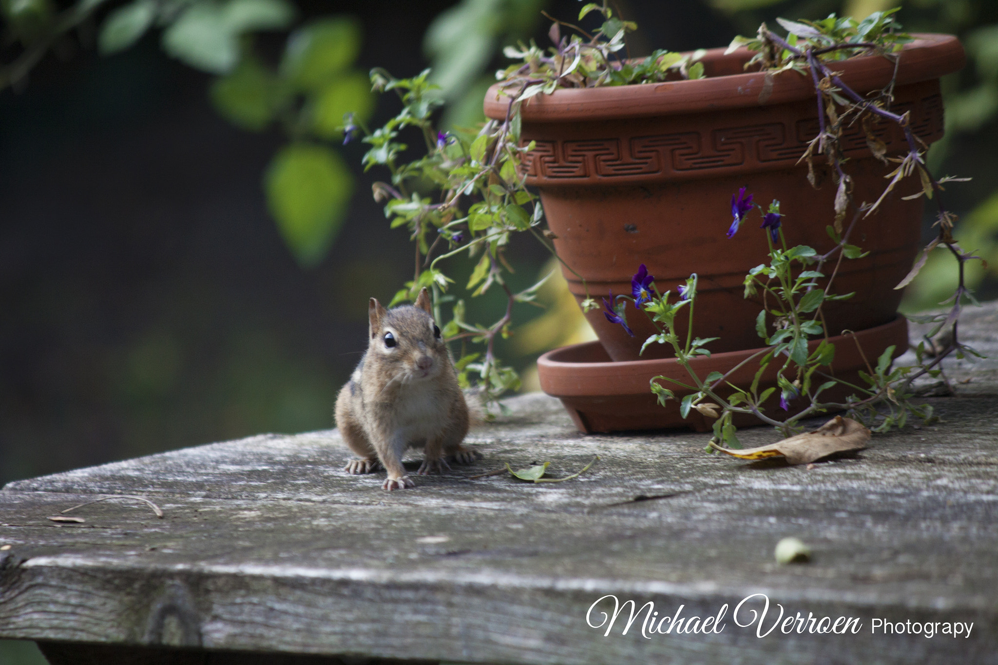 Canon EOS 50D sample photo. Chipmunk/squirrel and birds photography