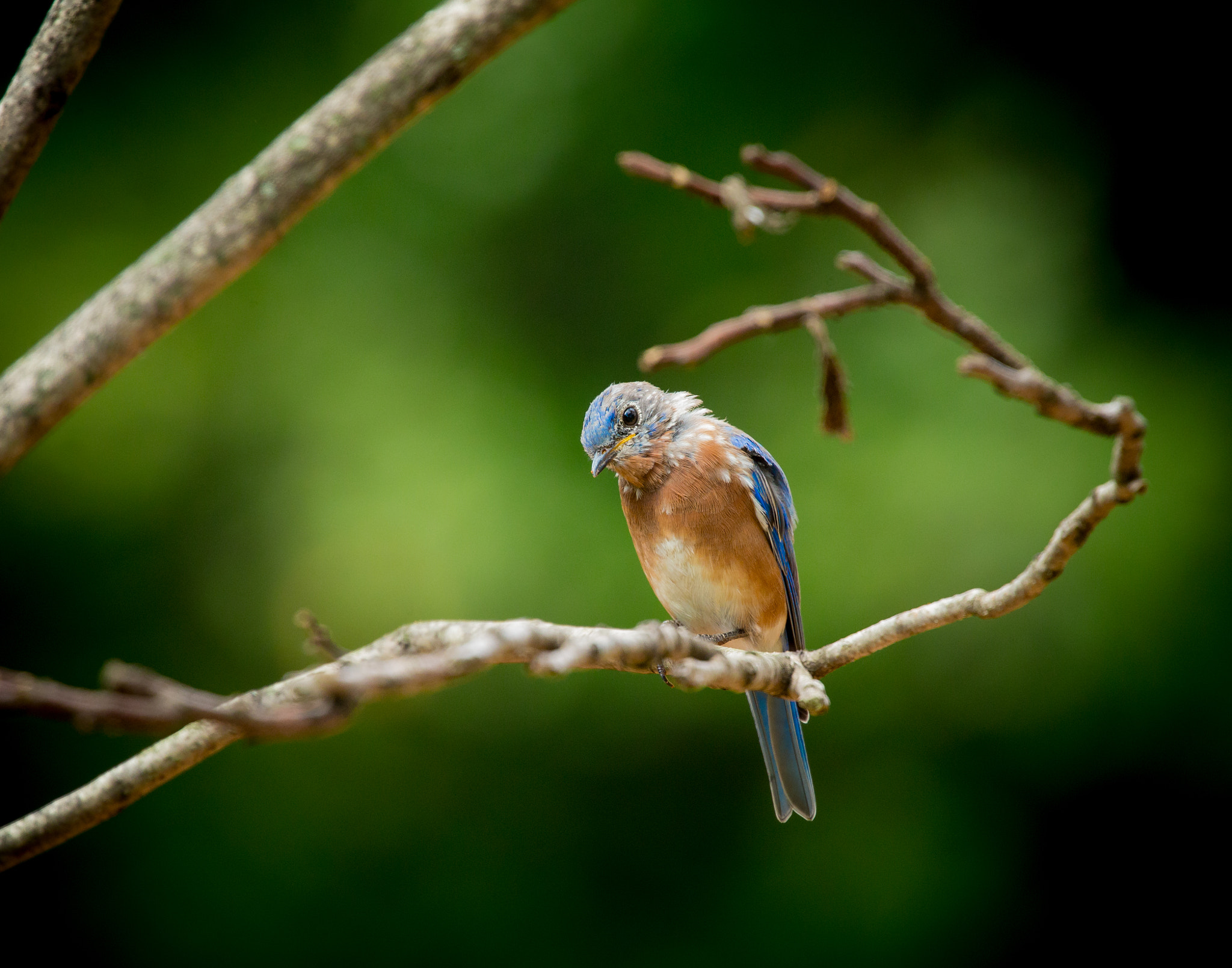 Canon EOS-1D X sample photo. Eastern bluebird photography