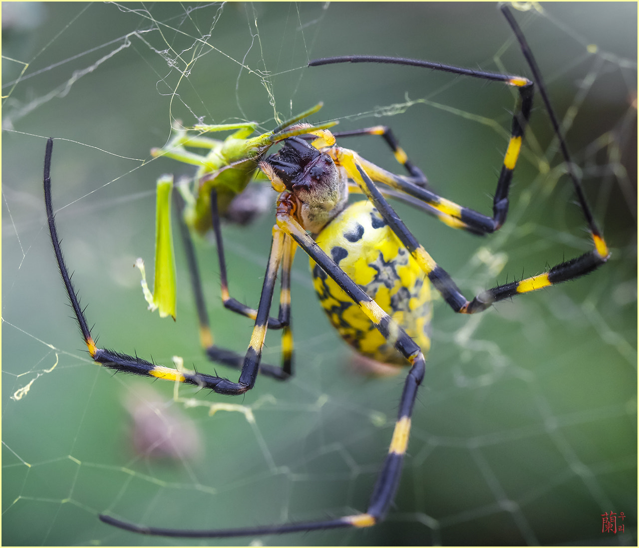 Canon EF 100mm F2.8L Macro IS USM sample photo. Majesty of predators photography