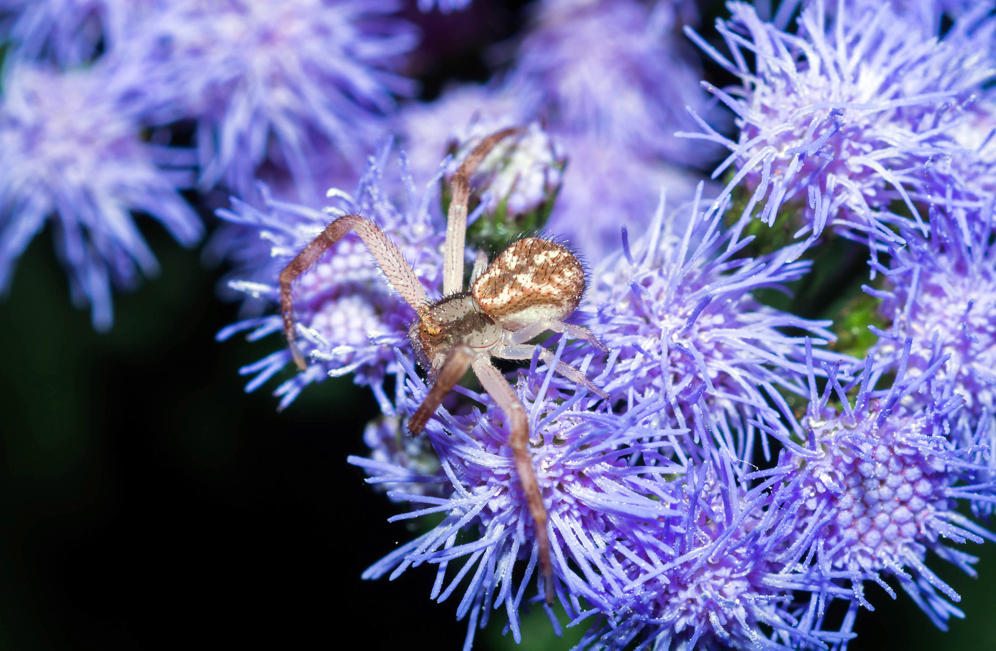 Sony SLT-A57 + MACRO 50mm F2.8 sample photo. Bed of purple photography