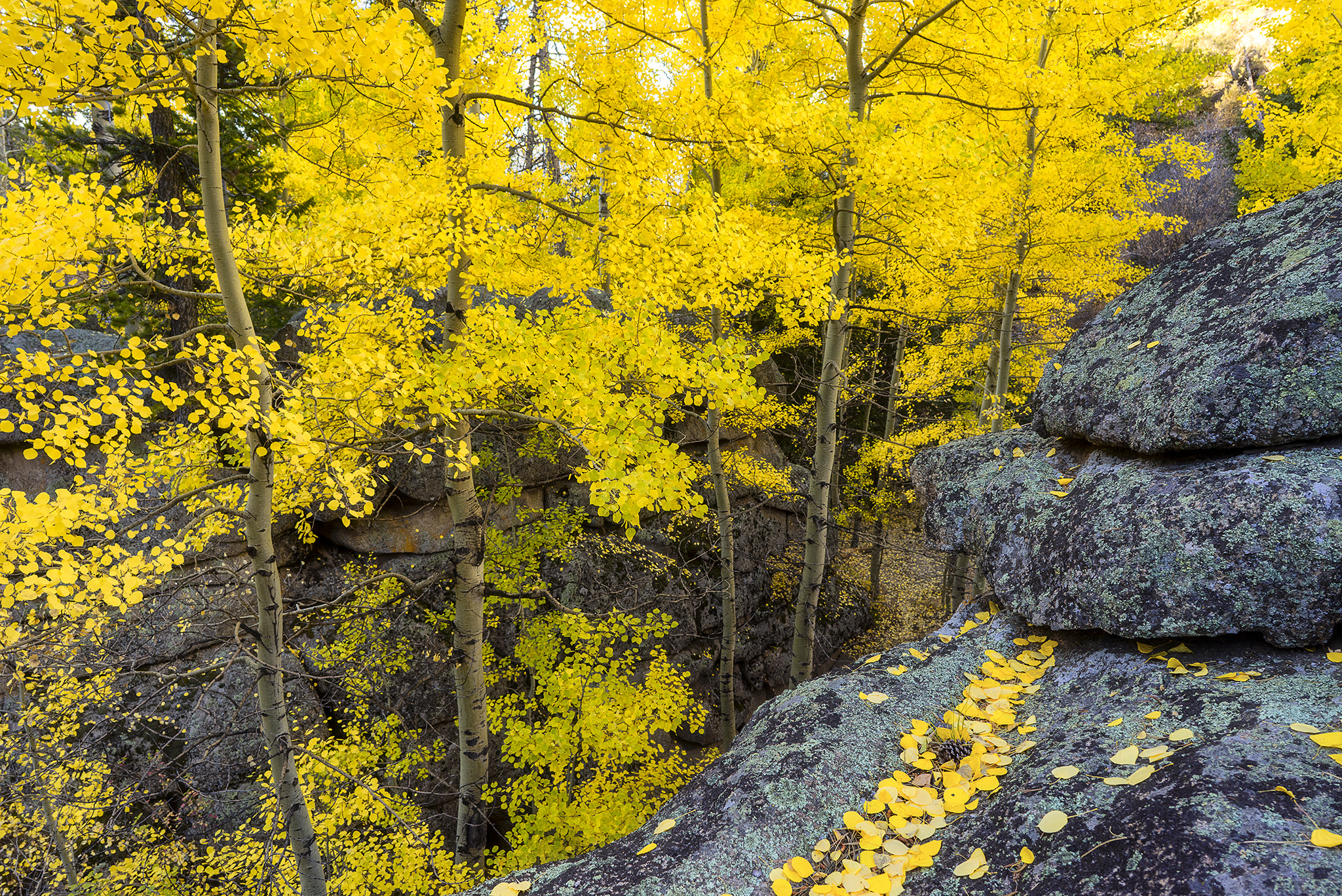 Sony a7R sample photo. Aspen stream photography