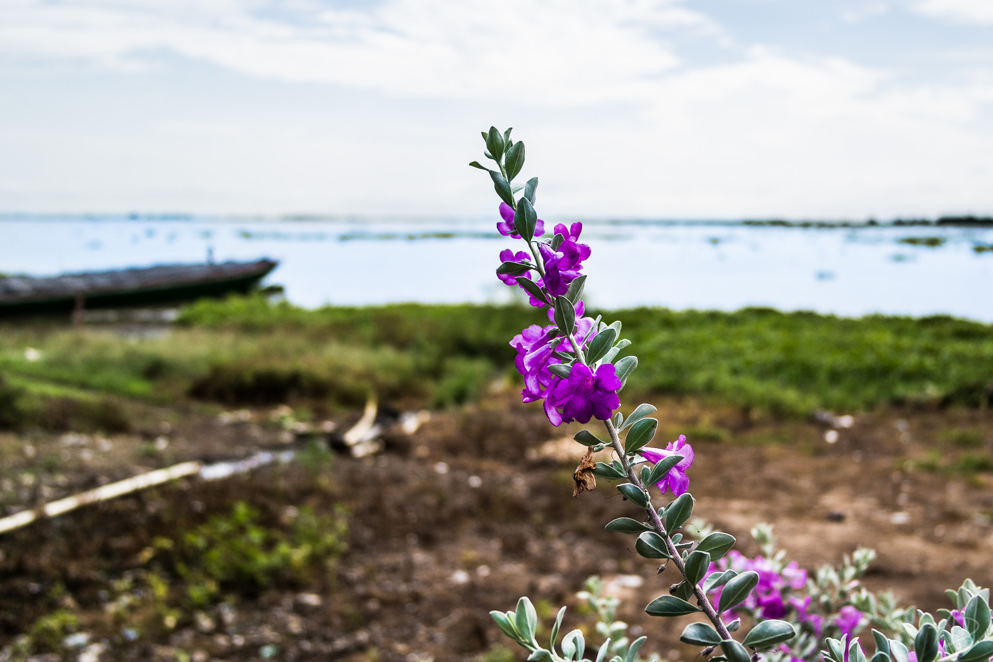 Samsung NX 20-50mm F3.5-5.6 ED sample photo. Blossom photography