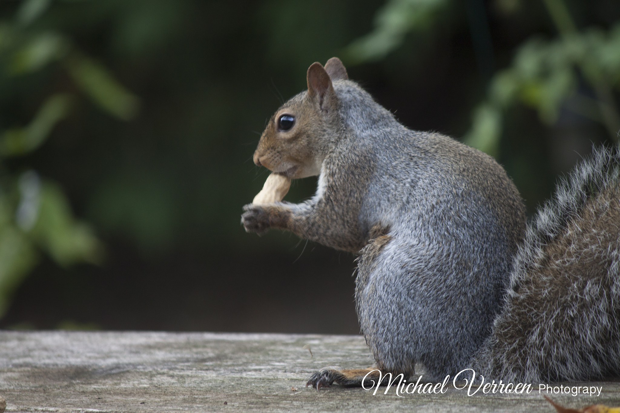 Canon EOS 50D sample photo. Chipmunk/squirrel and birds photography