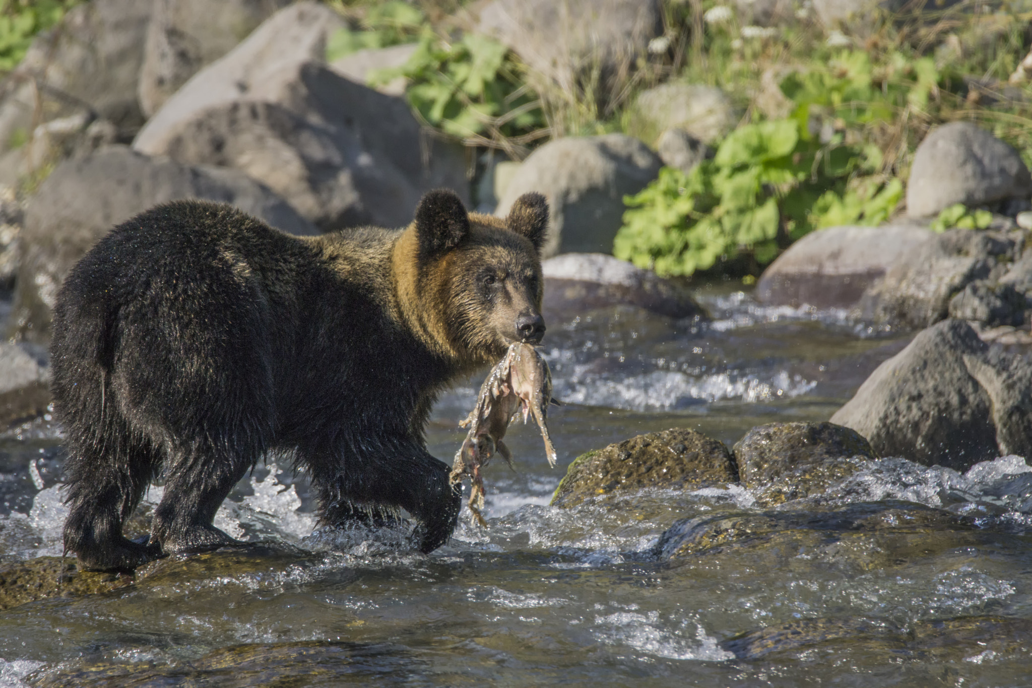 Sony a6000 sample photo. Catch of the day photography