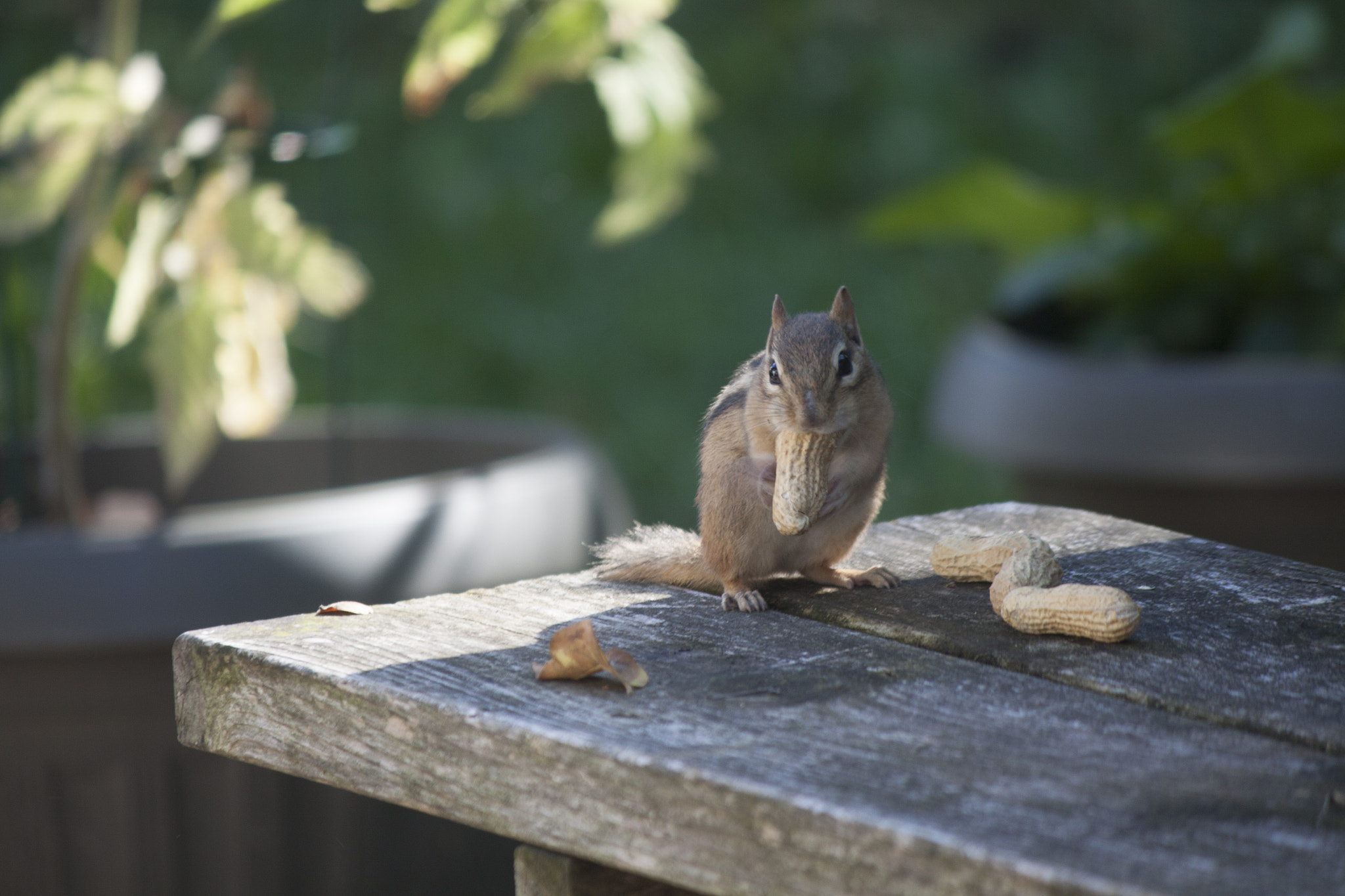Canon EOS 50D + Canon EF-S 55-250mm F4-5.6 IS sample photo. Chipmunk/squirrel and birds photography