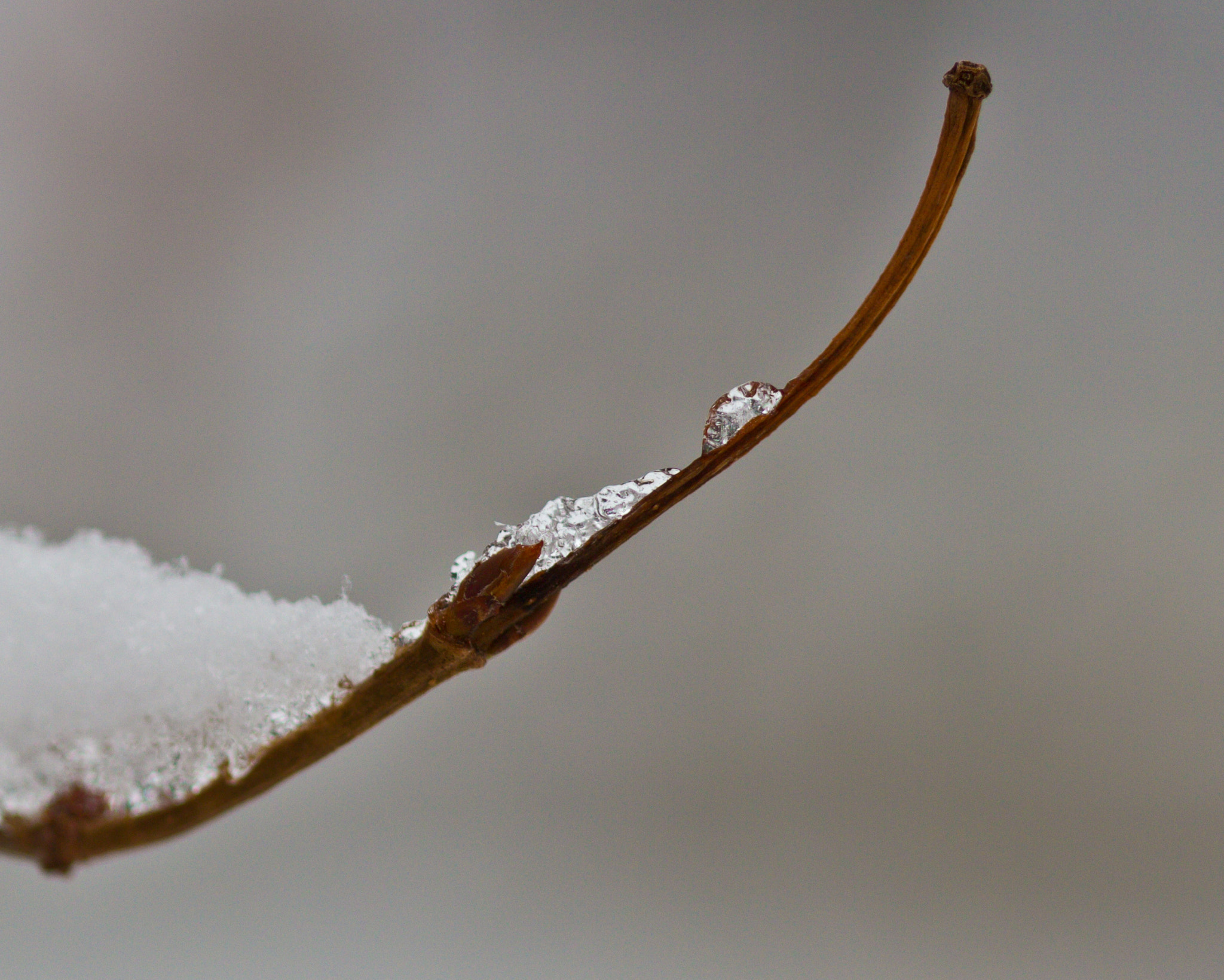 Canon EF 100mm F2.8 Macro USM sample photo. A bit of ice. photography