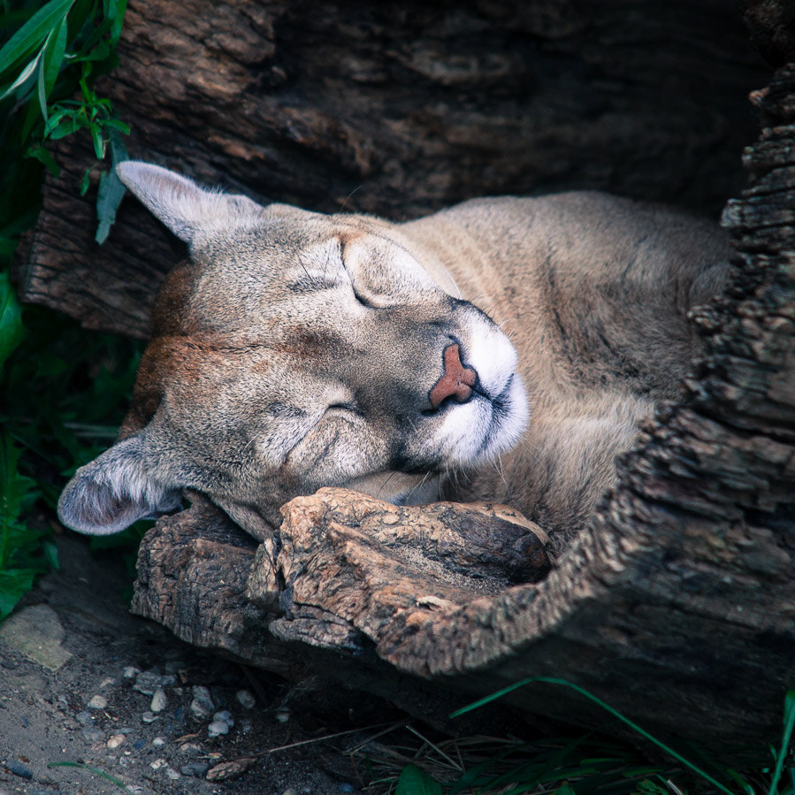 Sigma 70-200mm F2.8 EX DG OS HSM sample photo. Sleepyhead photography