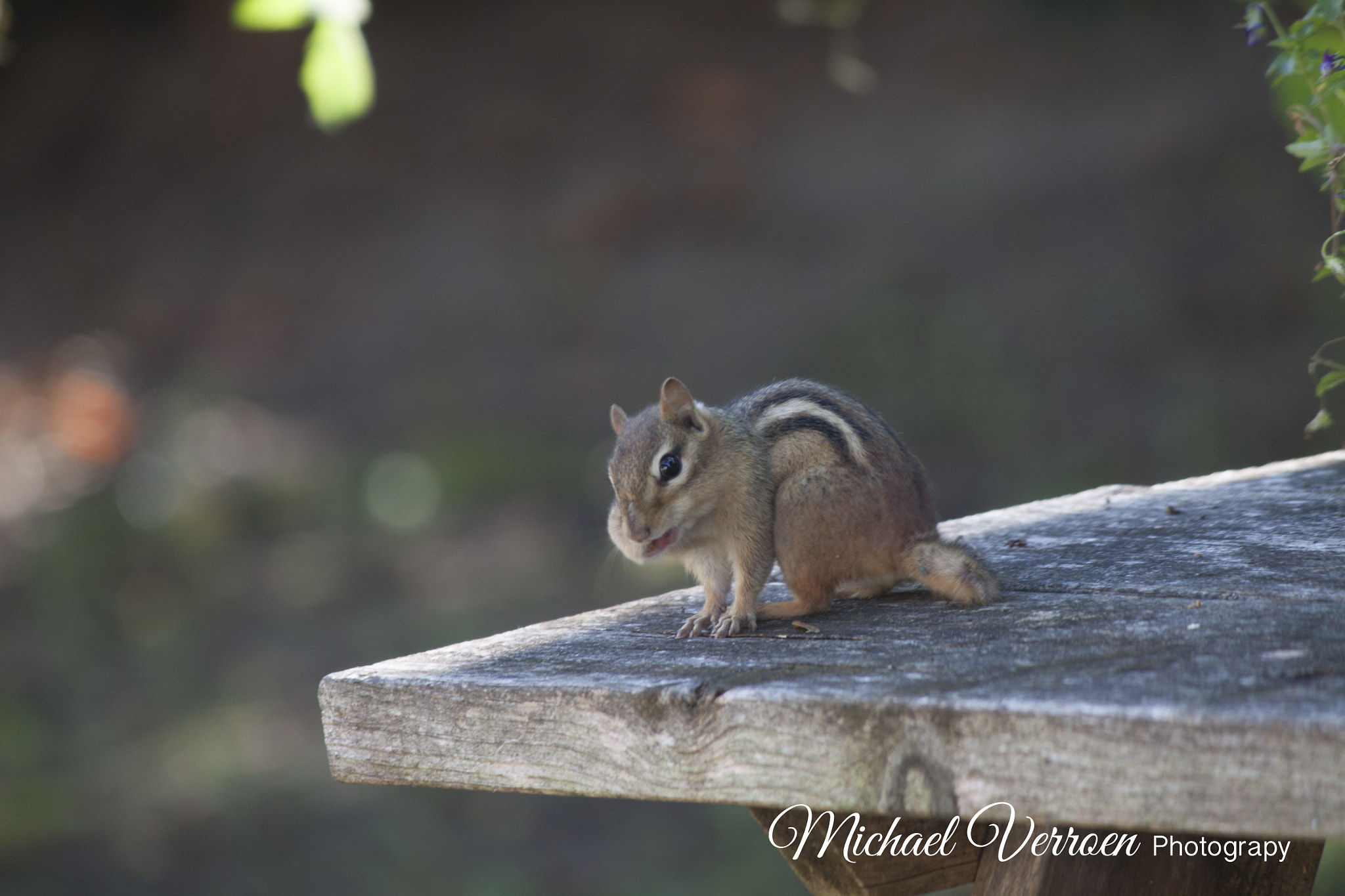 Canon EOS 50D + Canon EF-S 55-250mm F4-5.6 IS sample photo. Chipmunk/squirrel and birds photography