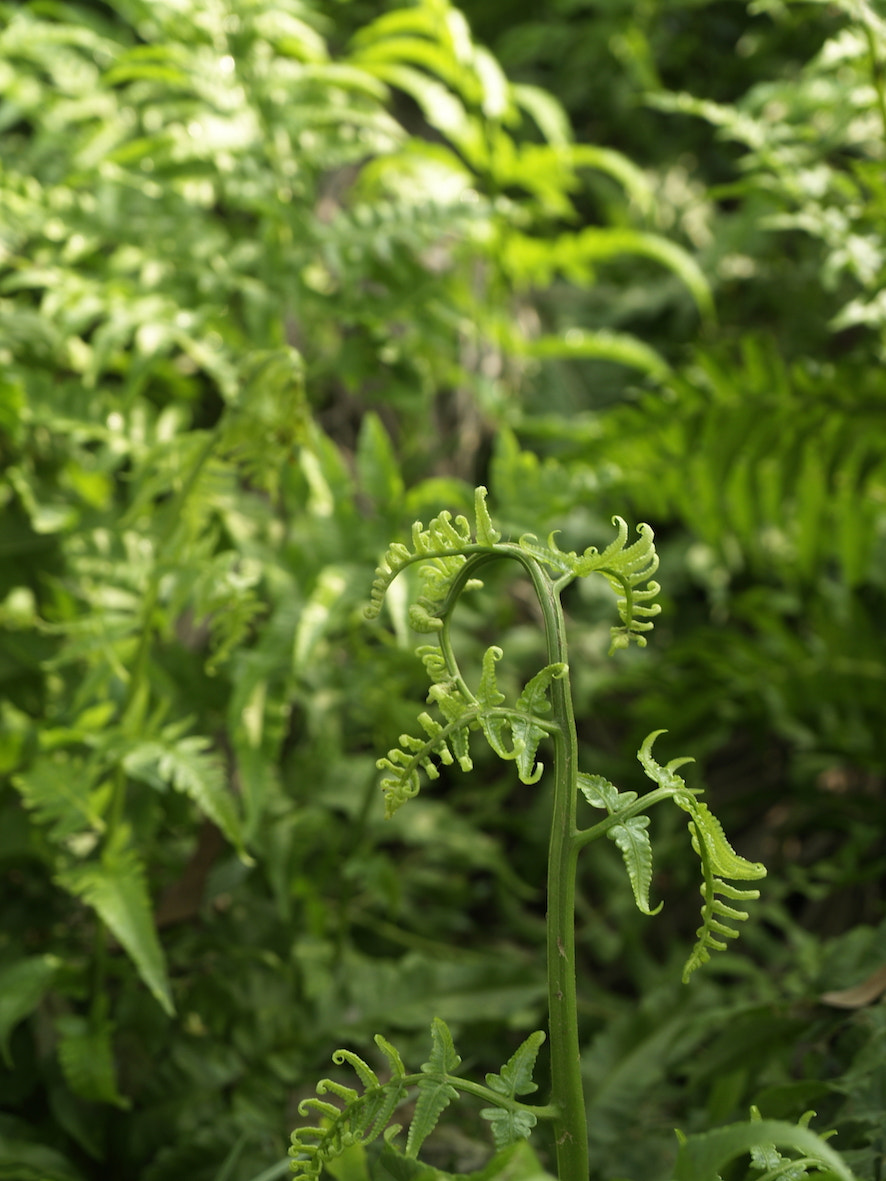 Olympus E-500 (EVOLT E-500) sample photo. Fresh green photography
