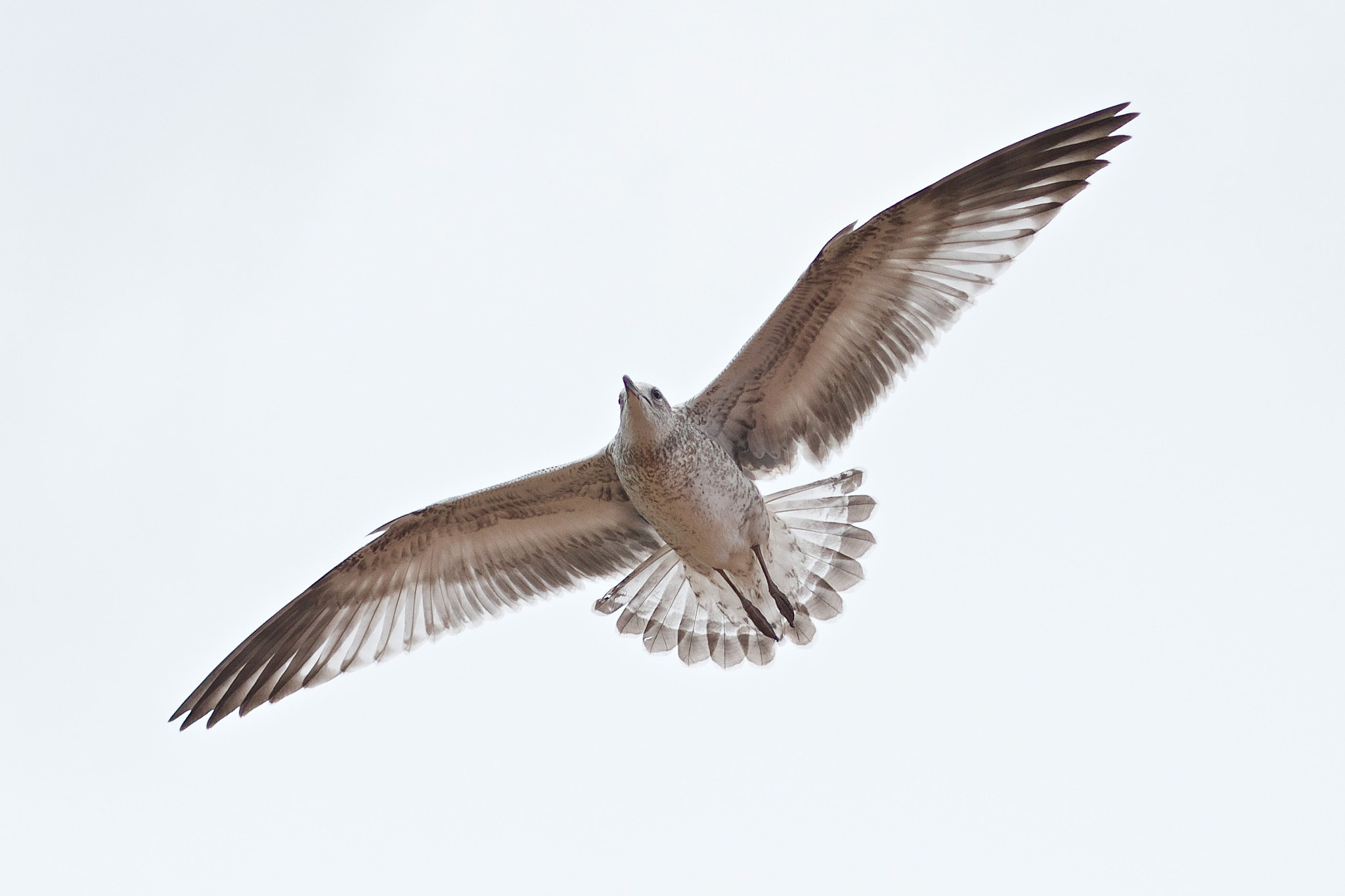 Canon EOS 1000D (EOS Digital Rebel XS / EOS Kiss F) sample photo. Bird photography