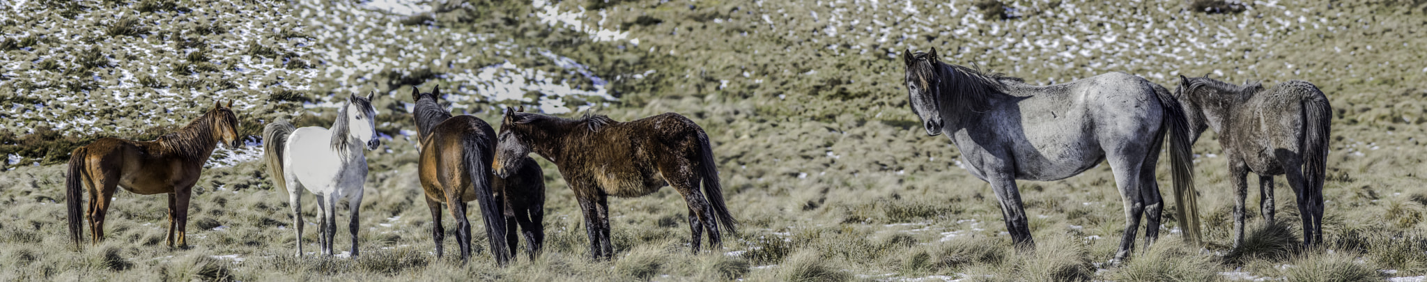 Pentax smc DA* 60-250mm F4.0 ED (IF) SDM sample photo. Brumby pano 1 photography