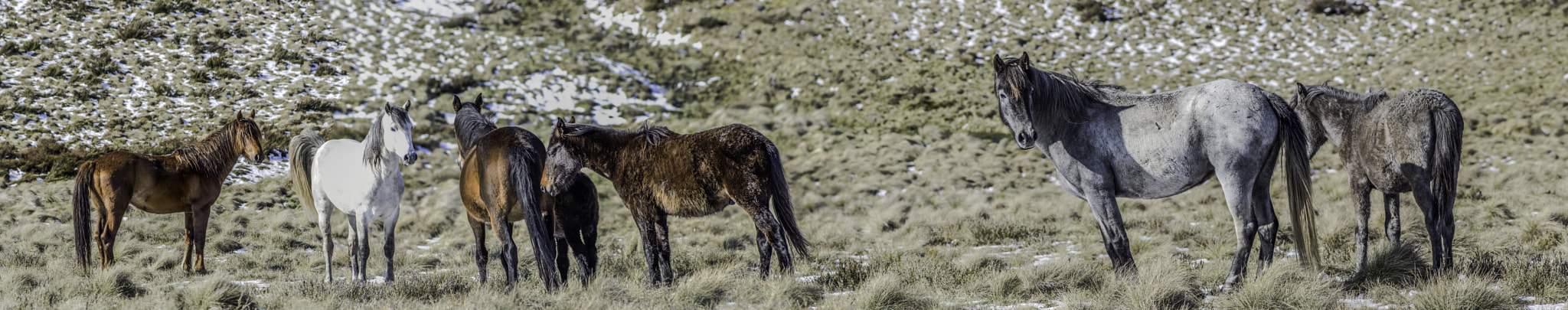 Pentax K-3 II sample photo. Brumby pano 1 photography