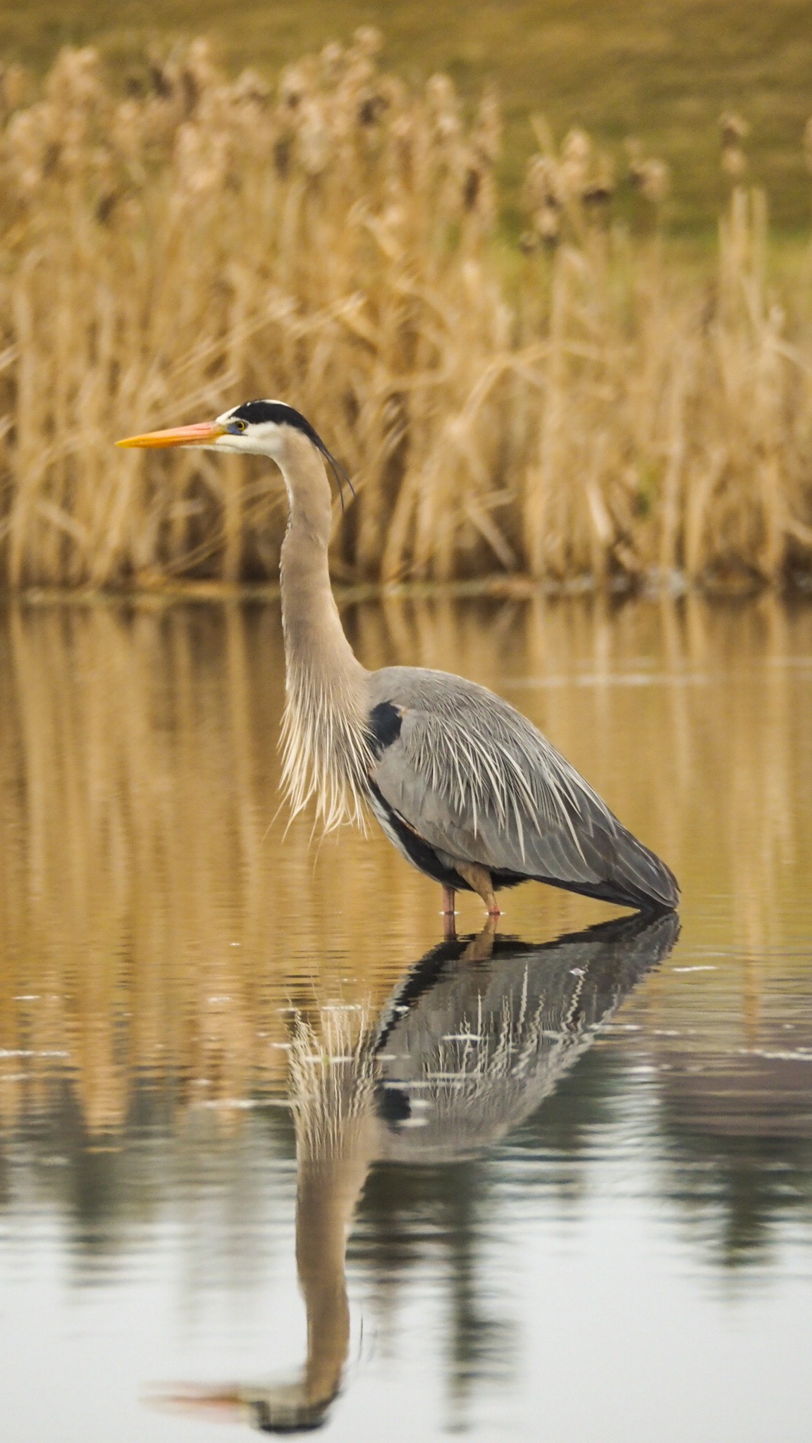 Olympus OM-D E-M10 II sample photo. Heron fishing in the backyard. i really like the reflection photography