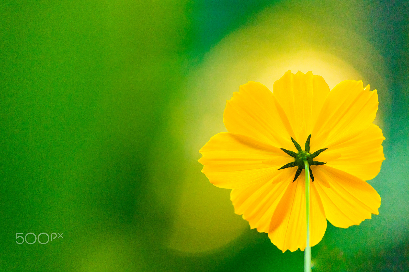Canon EOS 750D (EOS Rebel T6i / EOS Kiss X8i) sample photo. Cover the sun for you photography
