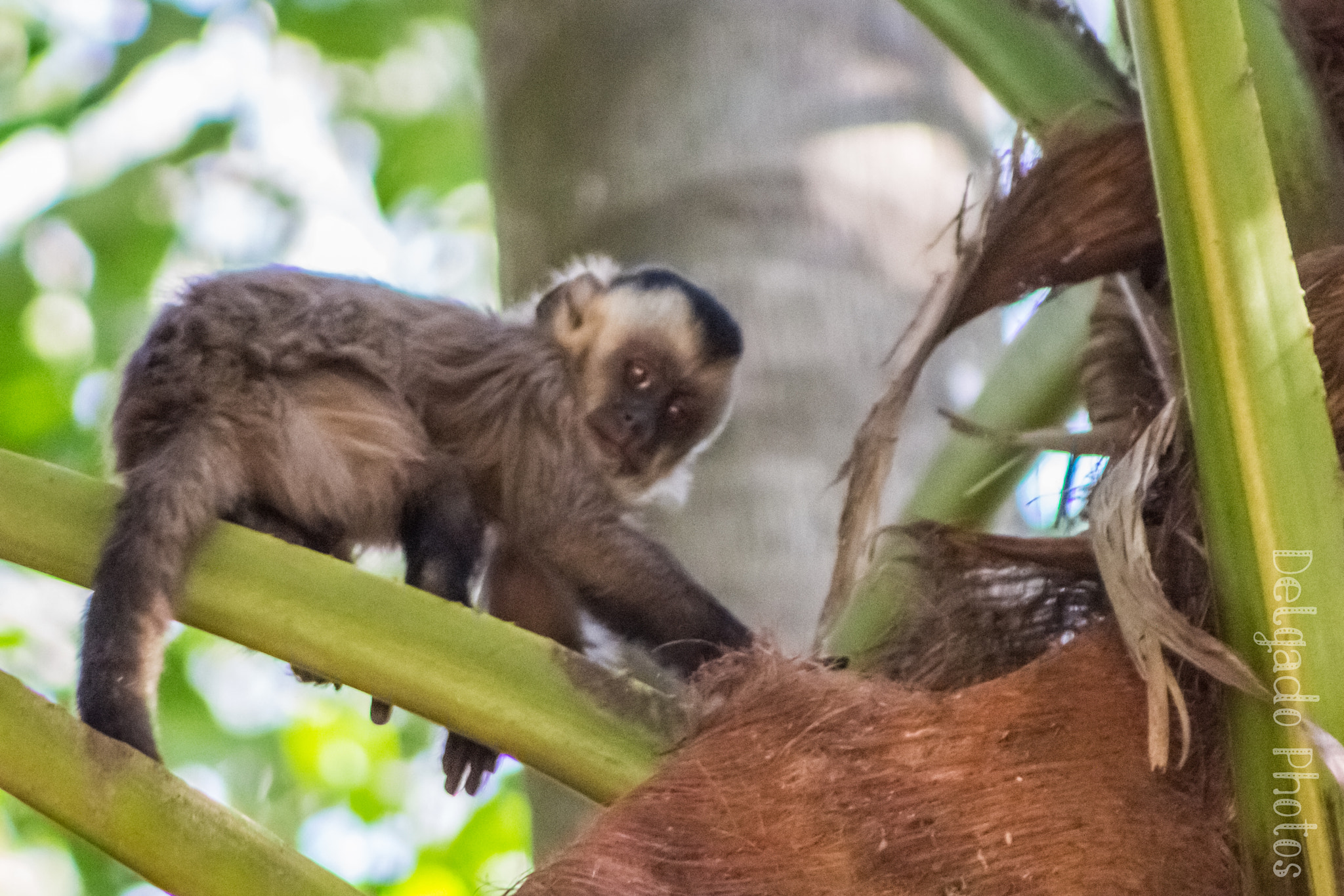 Canon EF 75-300mm f/4-5.6 USM sample photo. Monkey photography