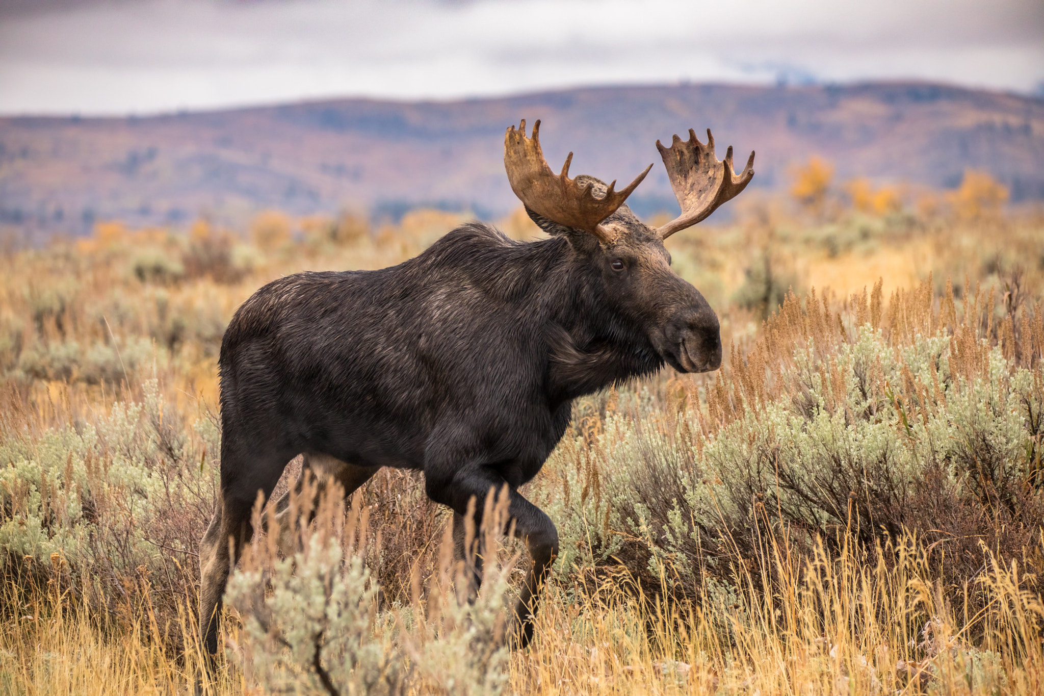 150-600mm F5-6.3 DG OS HSM | Contemporary 015 sample photo. Grand teton national park photography
