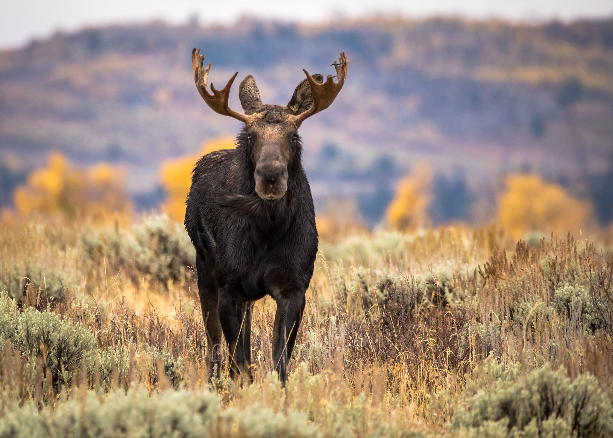 150-600mm F5-6.3 DG OS HSM | Contemporary 015 sample photo. Grand teton national park photography