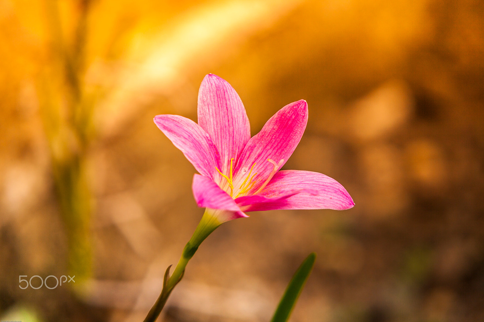 Sigma 100-300mm f/4 sample photo. Autumn flower photography