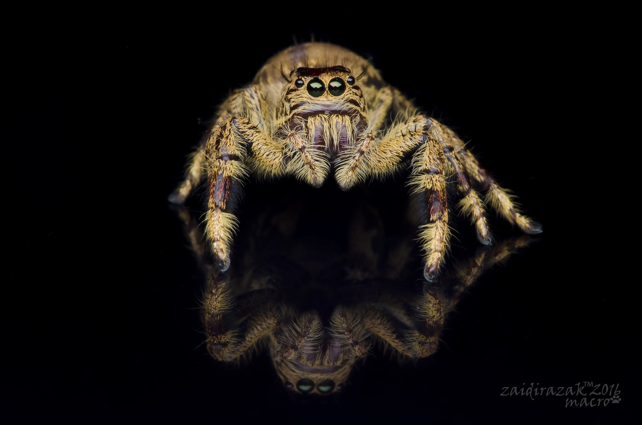 Sigma 150mm F2.8 EX DG Macro HSM sample photo. Hyllus diardi ♀ photography