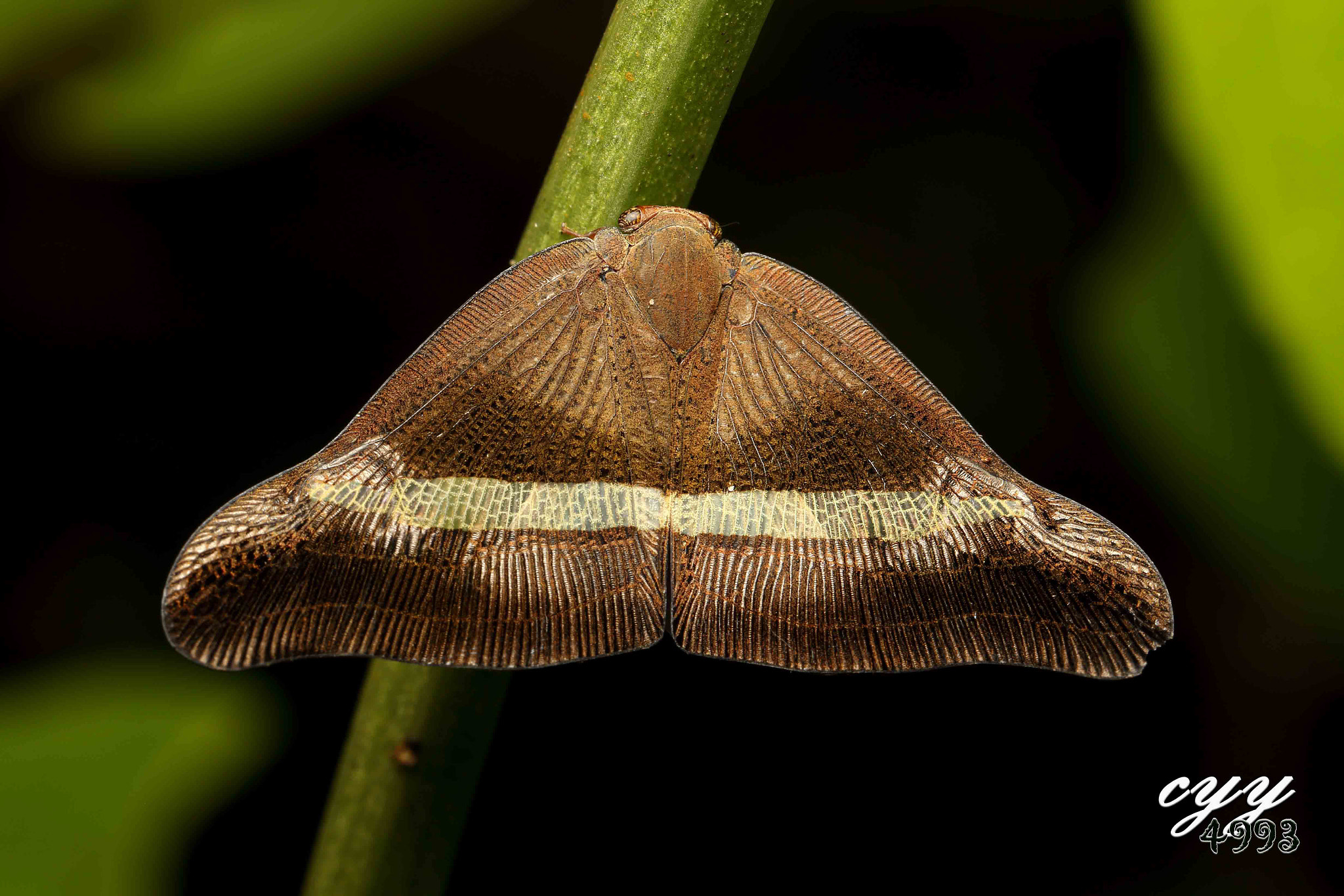Canon EOS 6D + Canon EF 100mm F2.8L Macro IS USM sample photo. Planthopper 蜡蝉 photography