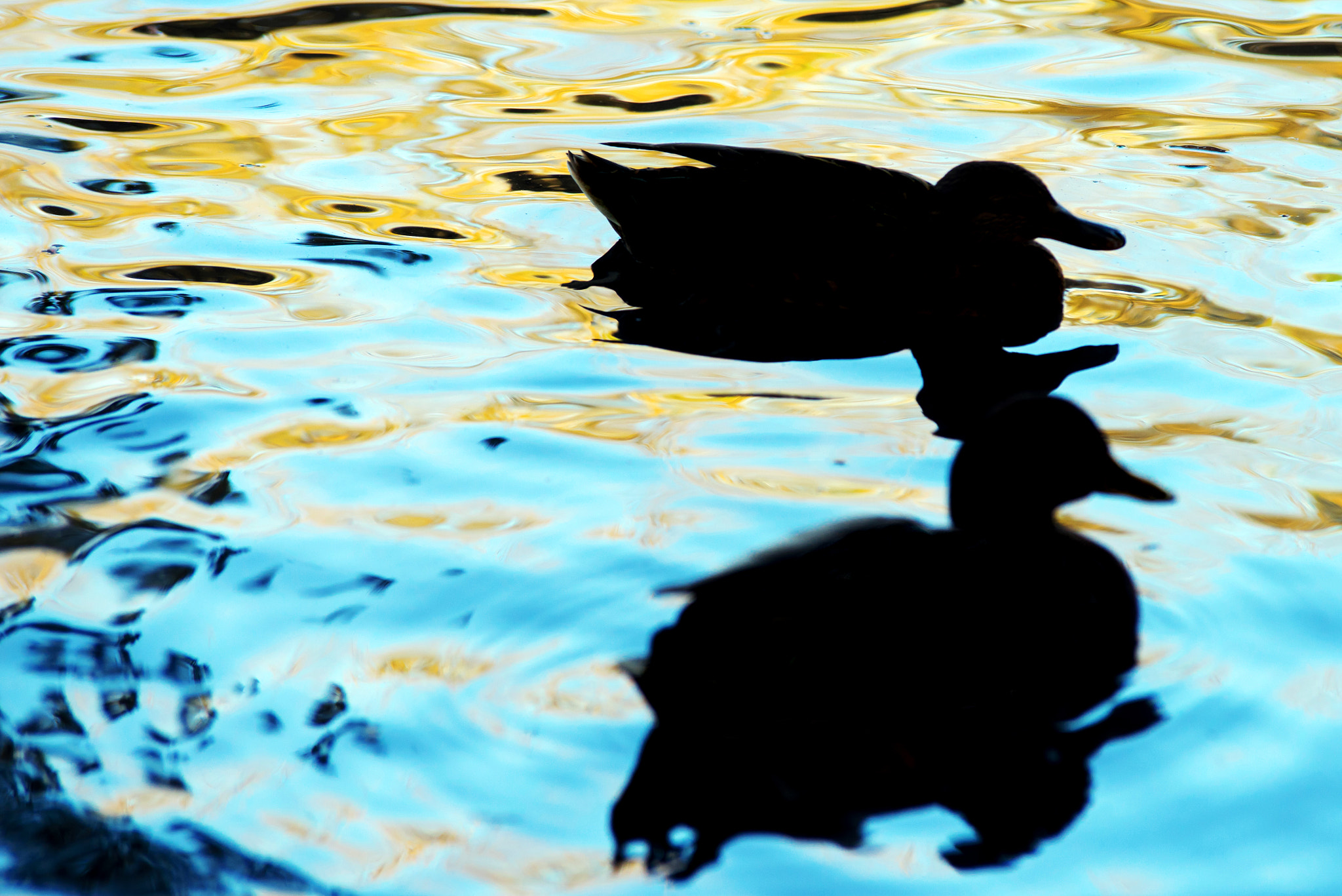 Sony a7 sample photo. Ducks in shadow photography