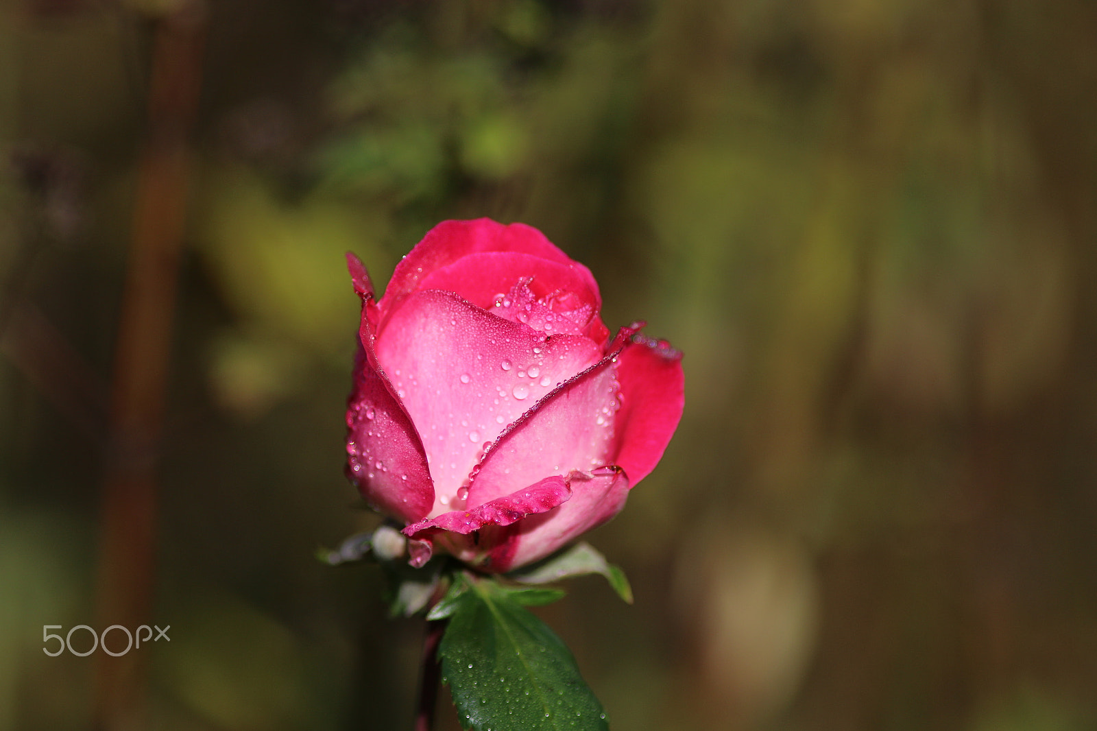 Canon EOS 70D + Canon EF 200mm F2.8L II USM sample photo. After the rain photography