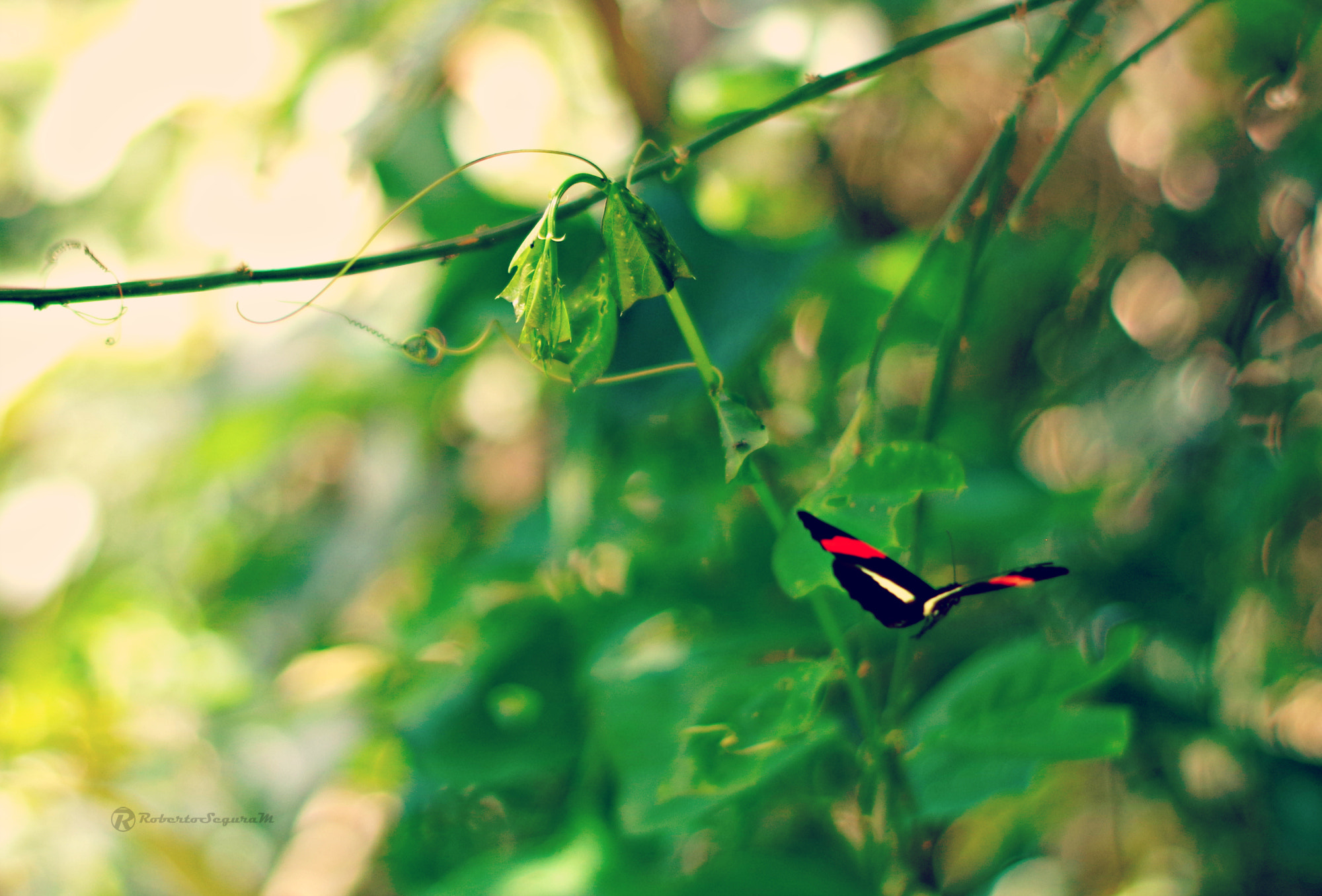 Pentax smc DA 50mm F1.8 sample photo. Momento de vuelo photography