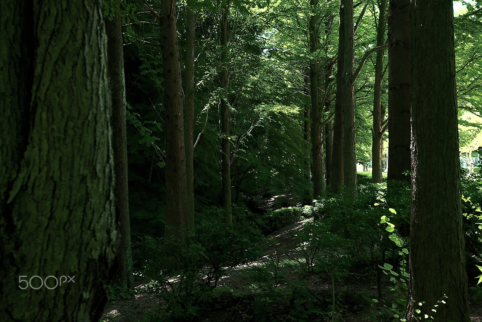 Nikon D200 sample photo. Fall road through a forest photography