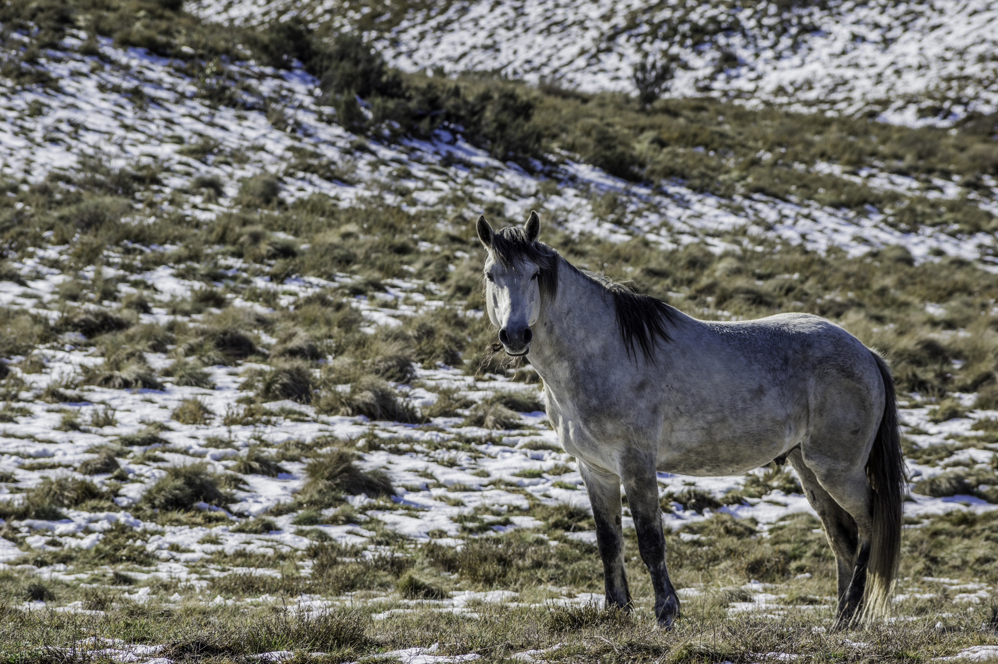 Pentax smc DA* 60-250mm F4.0 ED (IF) SDM sample photo. The silver brumby photography