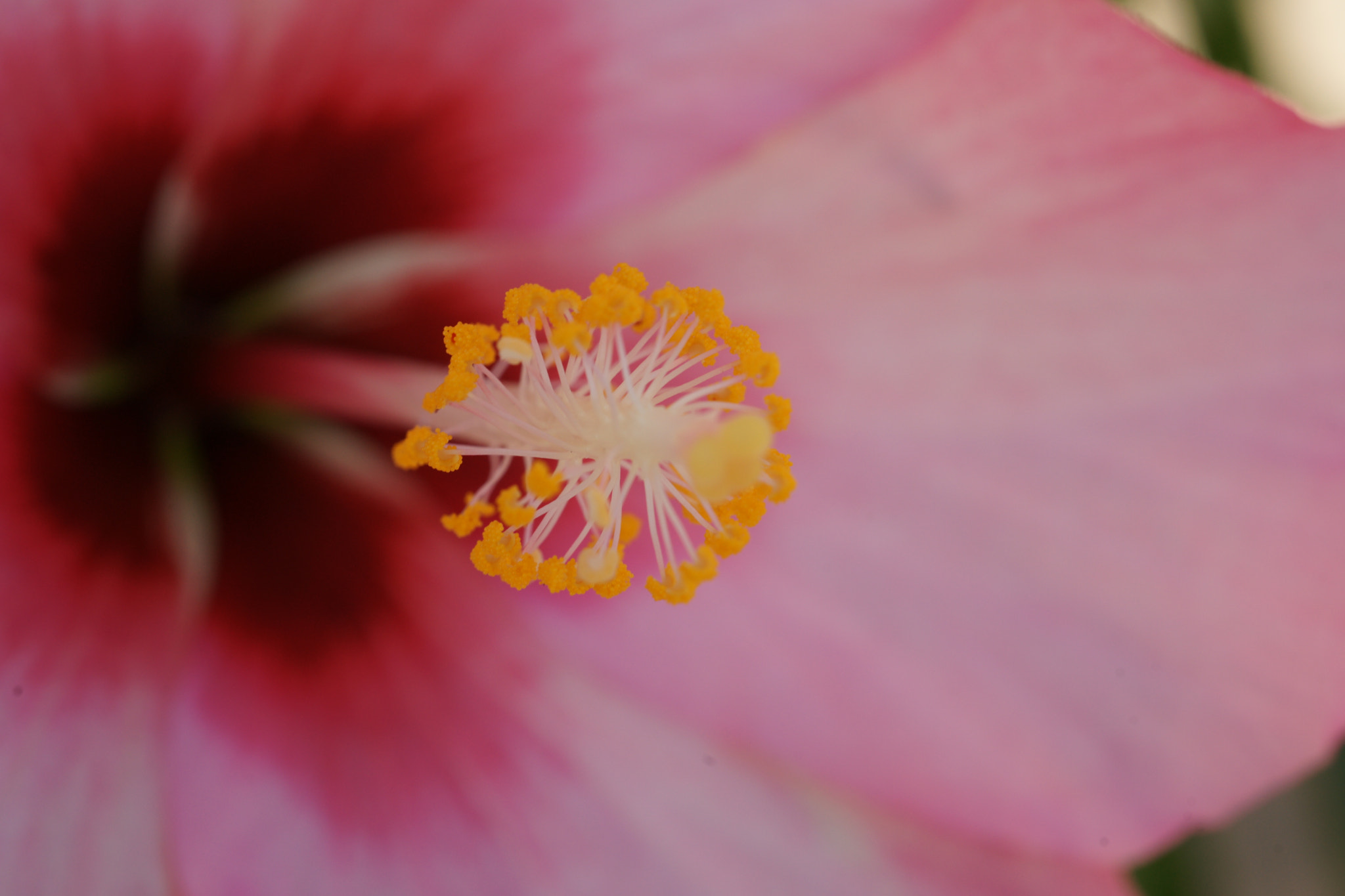 Sony Alpha DSLR-A900 sample photo. The heart of flower,hibiscus and morning glory. photography