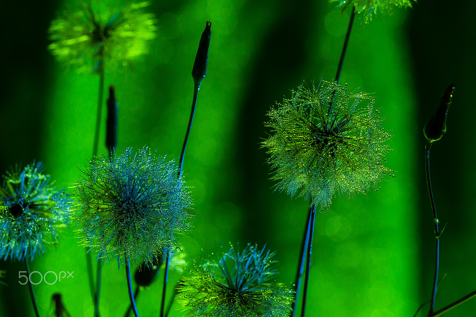 Sigma 105mm F2.8 EX DG OS HSM sample photo. Dandelion chill photography