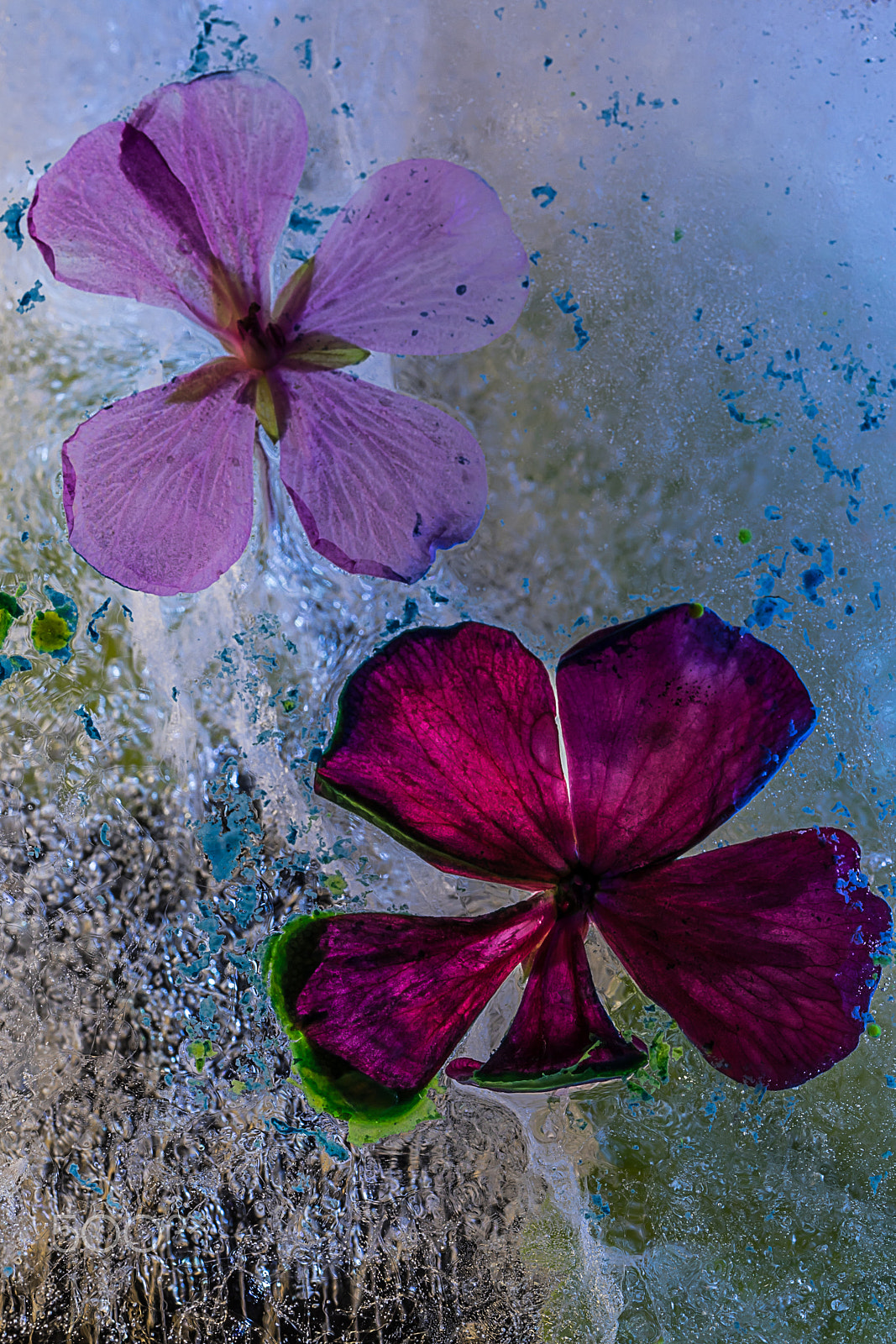 Sigma 105mm F2.8 EX DG OS HSM sample photo. Pelorgonium pink and red photography