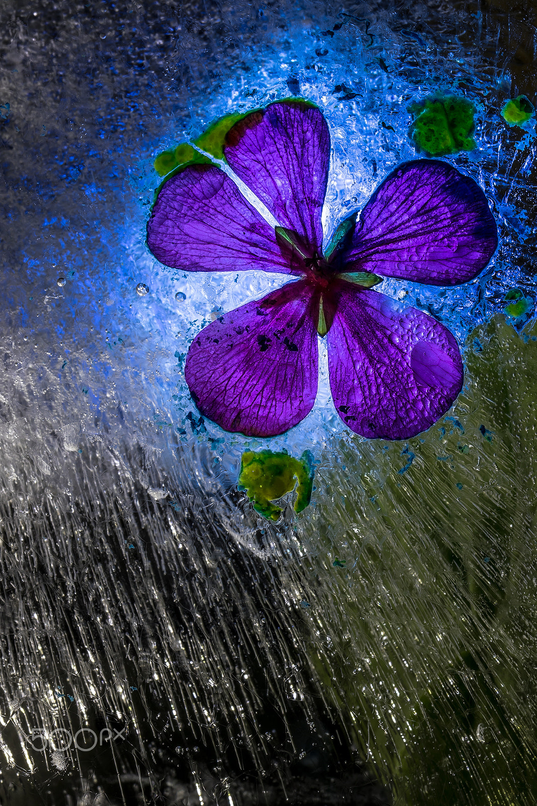 Sigma 105mm F2.8 EX DG OS HSM sample photo. Pelorgonium purple photography