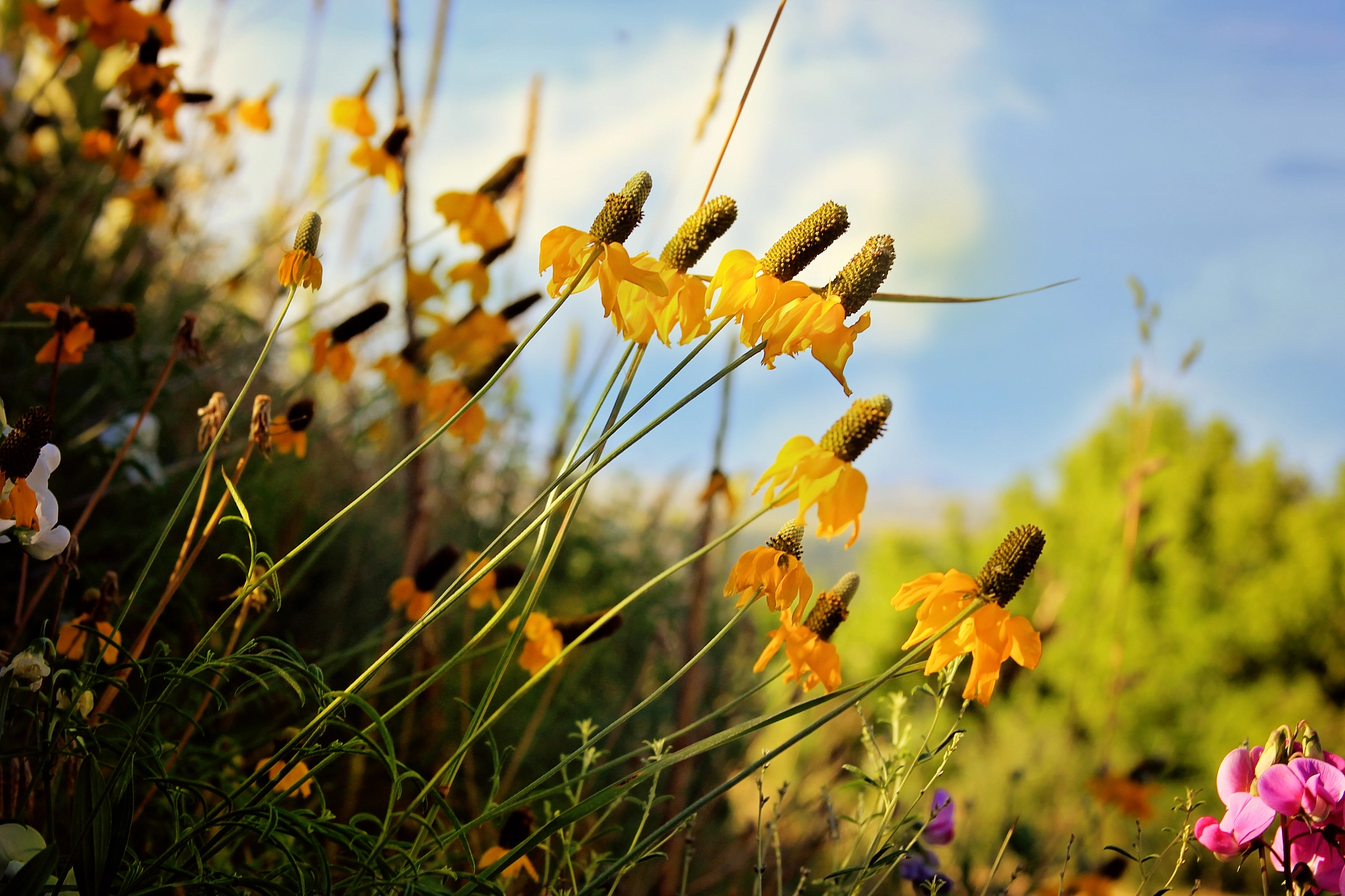 Canon EF 28-135mm F3.5-5.6 IS USM sample photo. Reach photography
